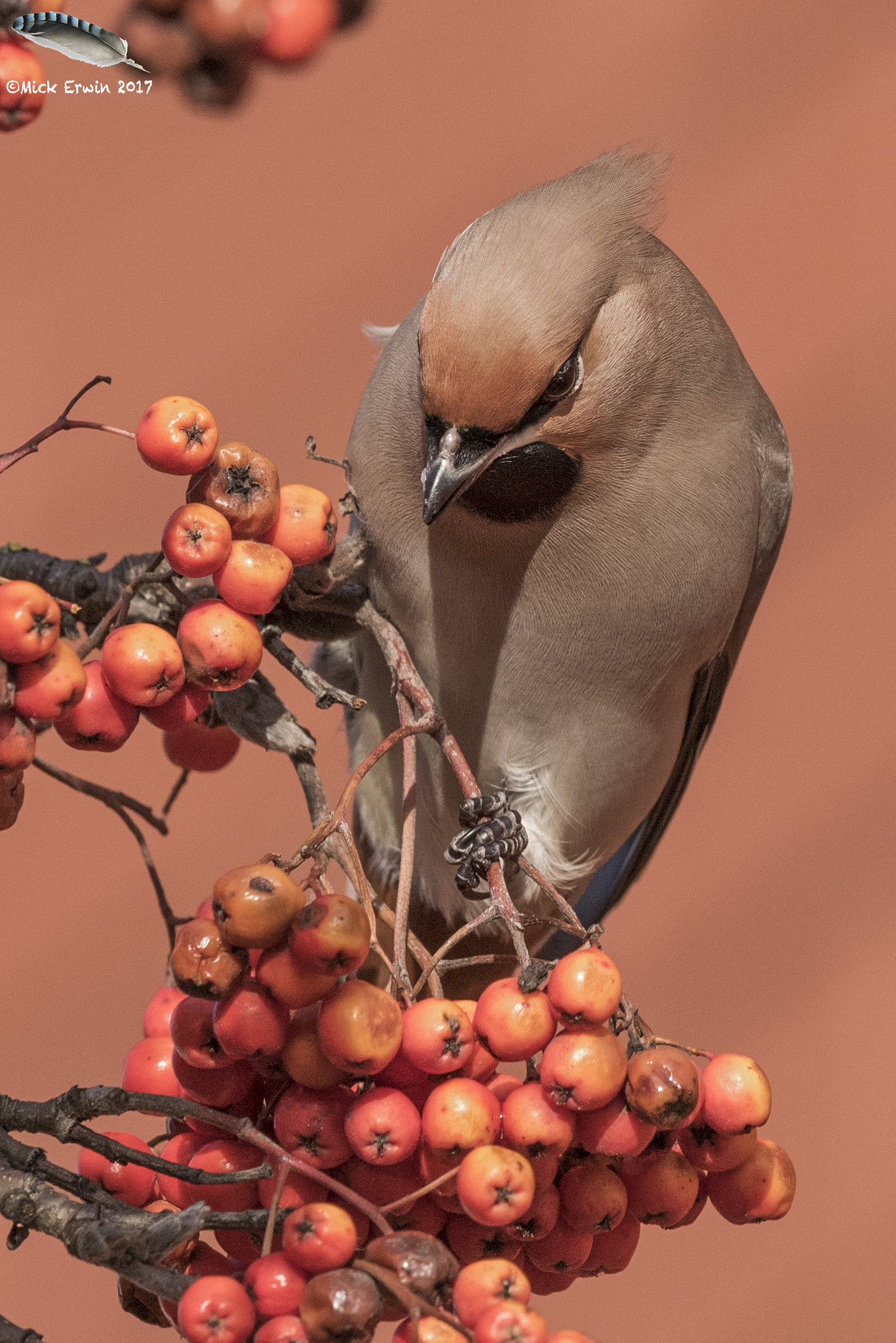 Nikon AF-S Nikkor 600mm F4E FL ED VR sample photo. Berry time photography