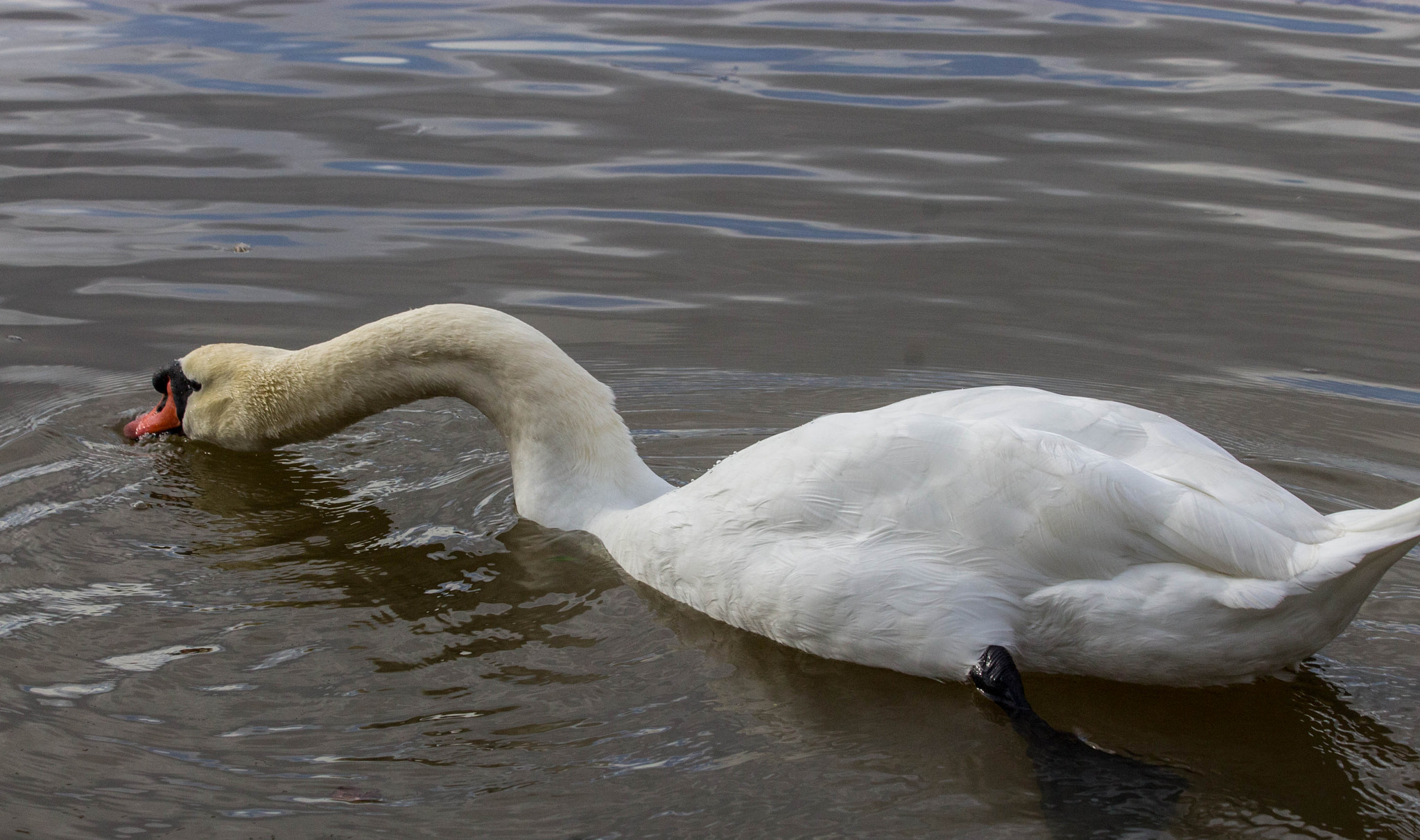Canon EF 70-300mm F4-5.6 IS USM sample photo. Cygne entier fouille eau photography