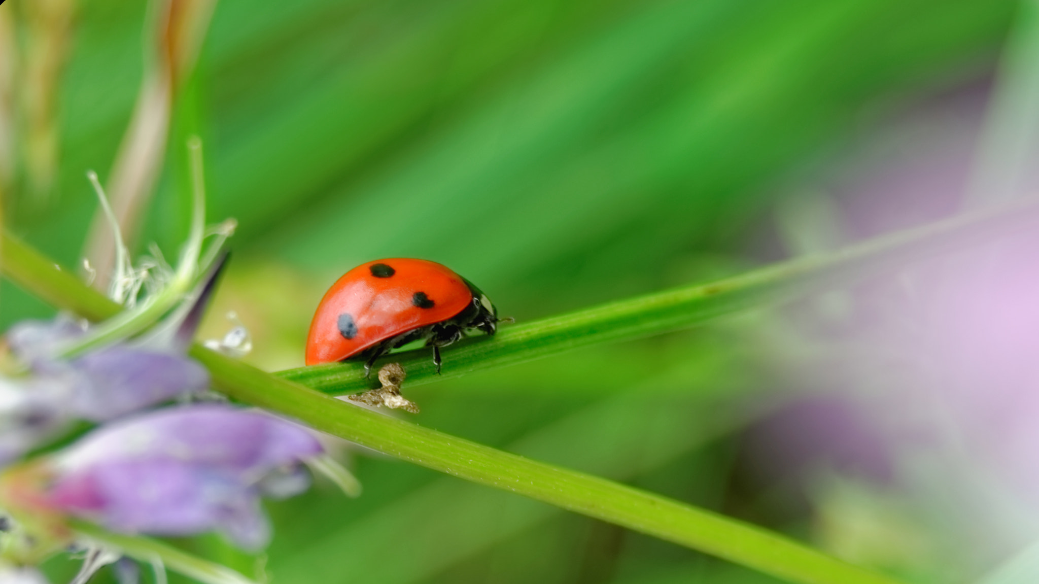 Nikon D7000 sample photo. Ladybird in wild country photography