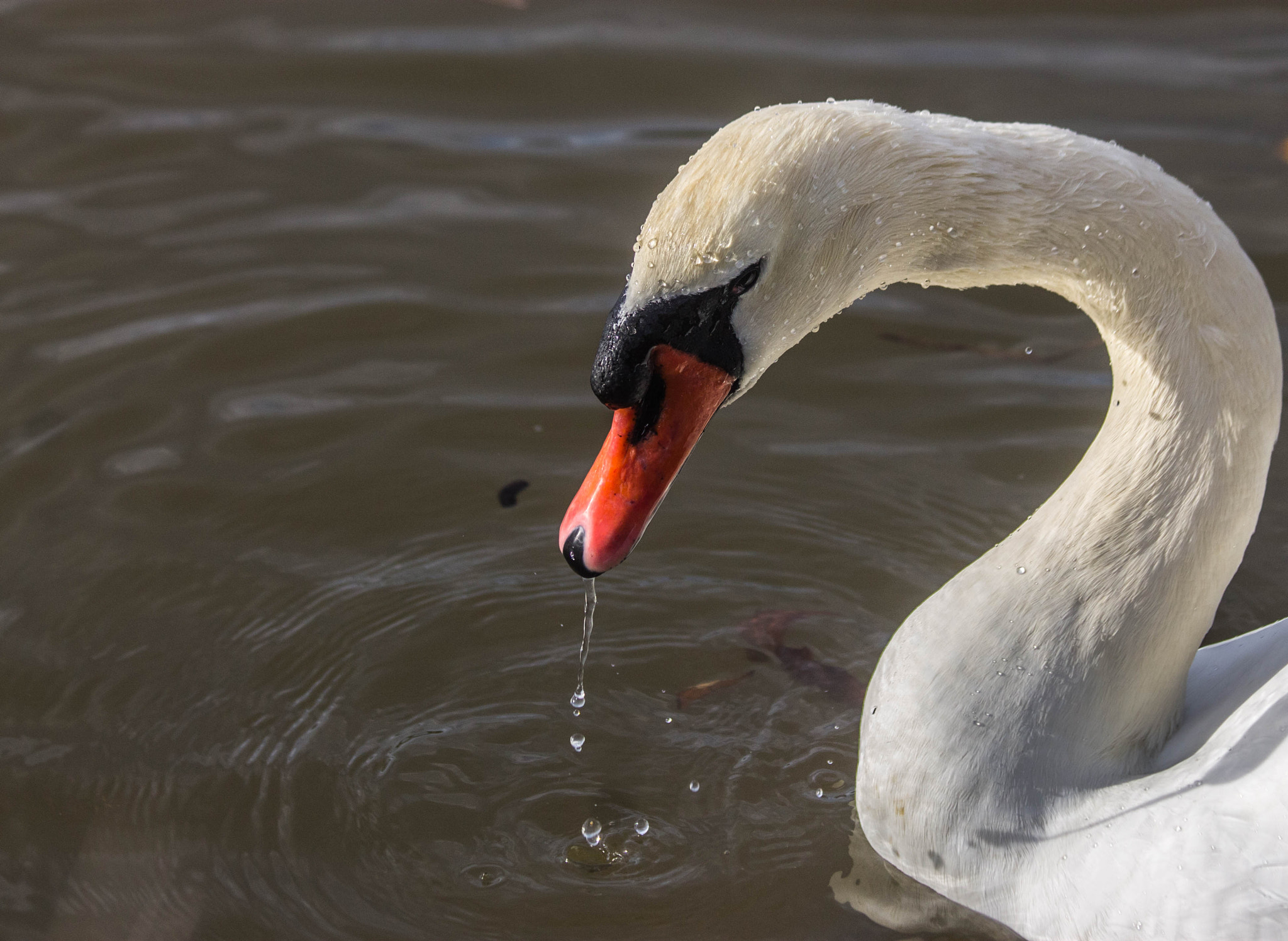 Canon EF 70-300mm F4-5.6 IS USM sample photo. Cygne releve tete gouttes bec photography
