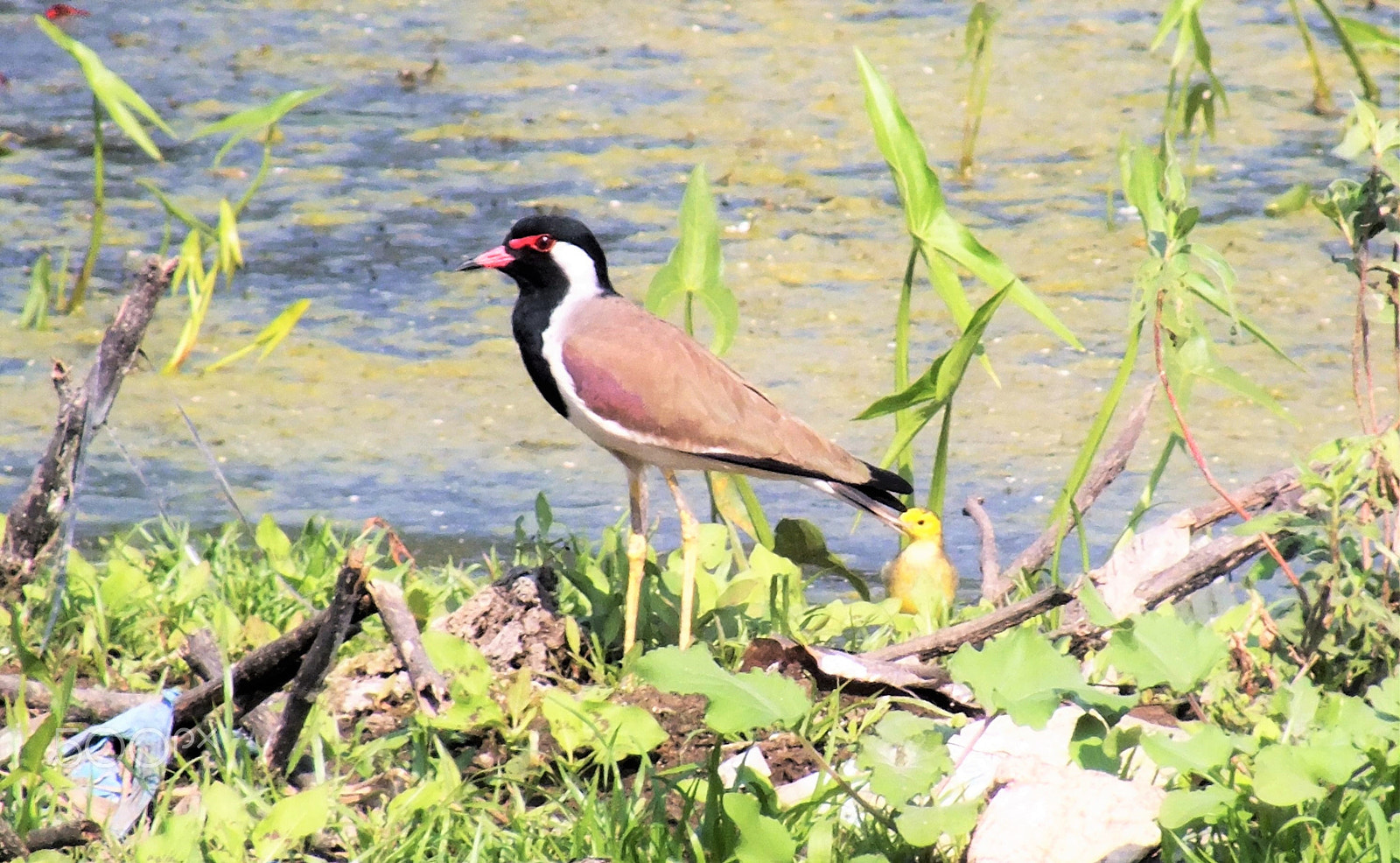 Fujifilm FinePix HS28EXR sample photo. Red wattled lapwing bird with a chick behind photography