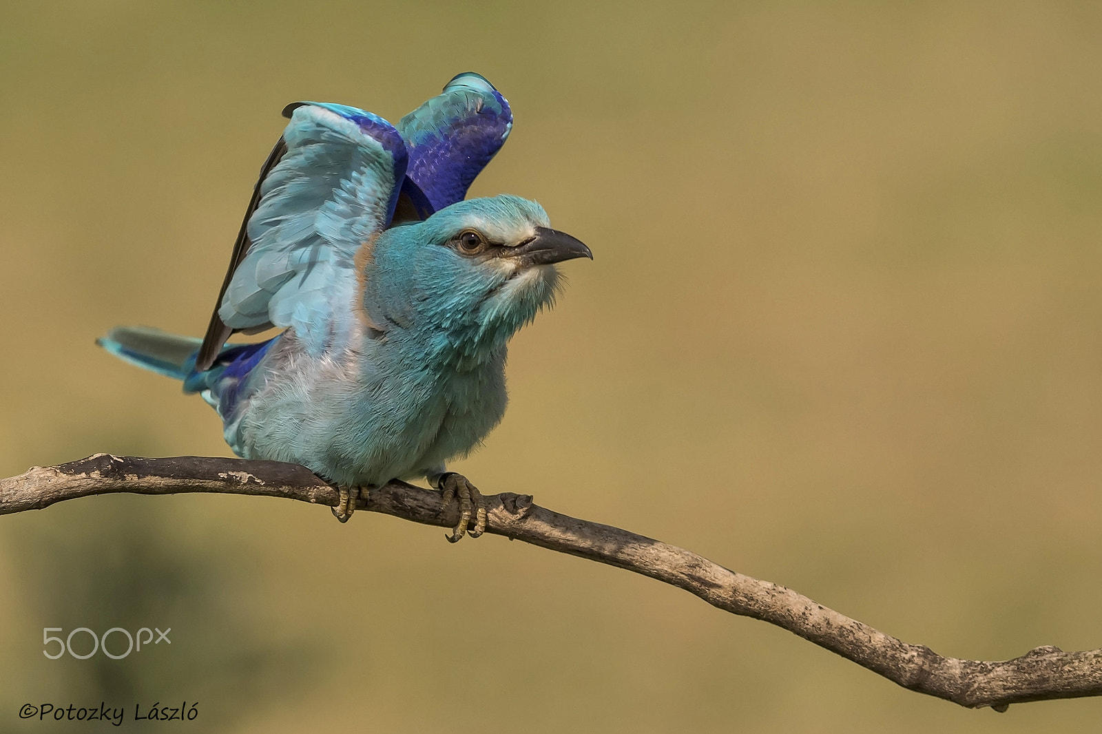 Olympus OM-D E-M1 + OLYMPUS 300mm Lens sample photo. European roller photography