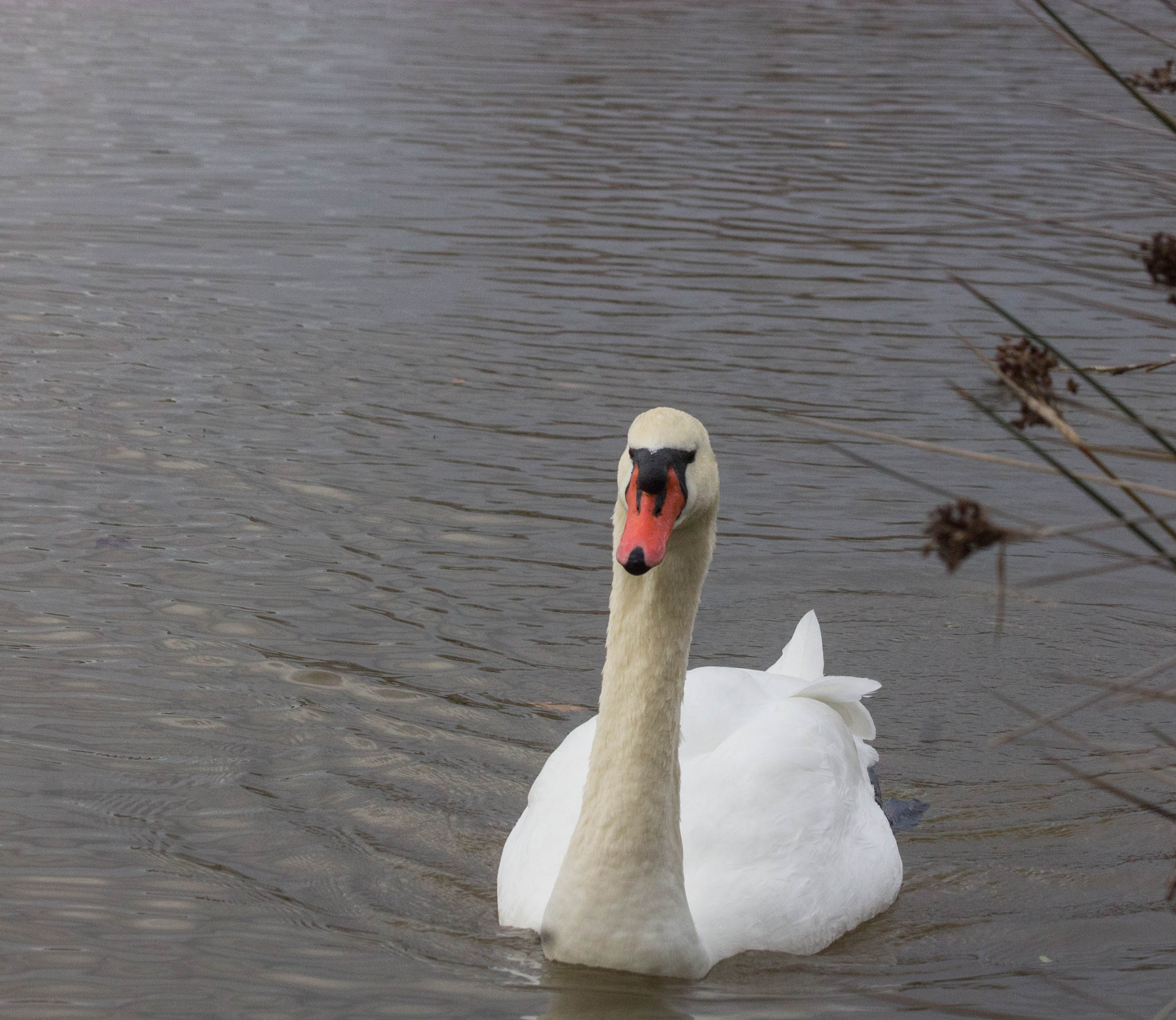 Canon EF 70-300mm F4-5.6 IS USM sample photo. Cygne revient photography