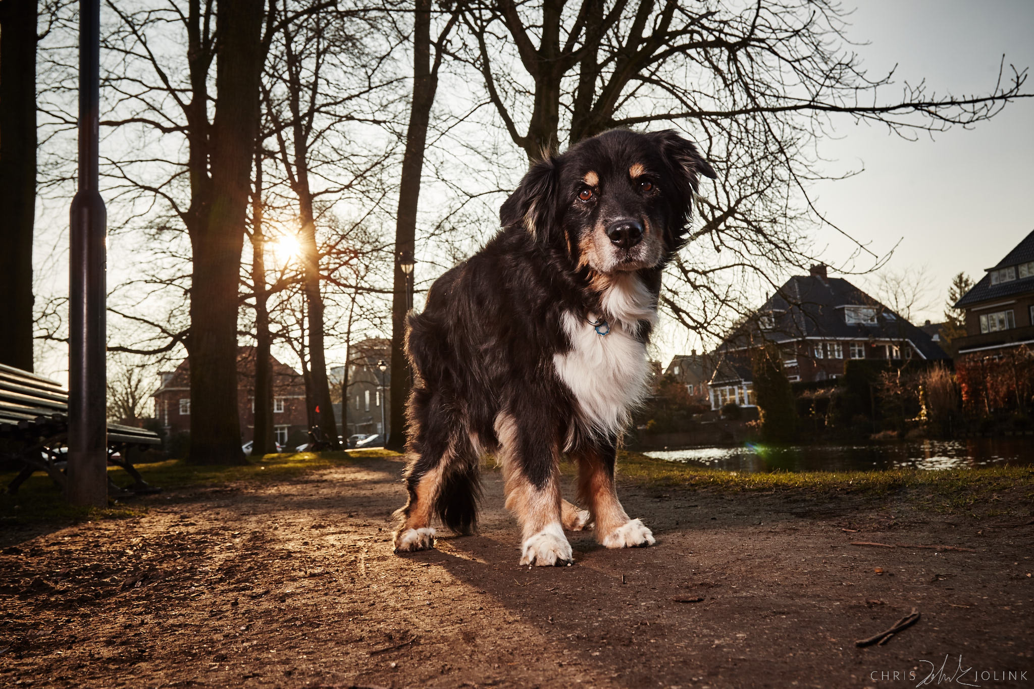 Canon EOS-1D Mark IV sample photo. Australian shepherd photography