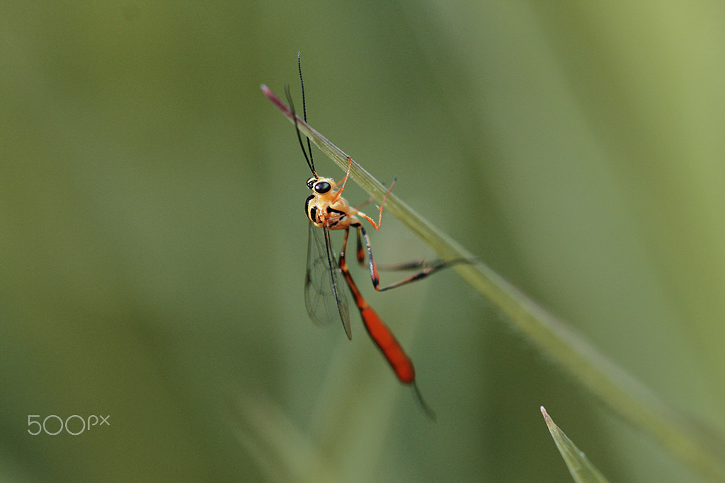 Canon EF 100mm F2.8 Macro USM sample photo. Inseto curioso photography