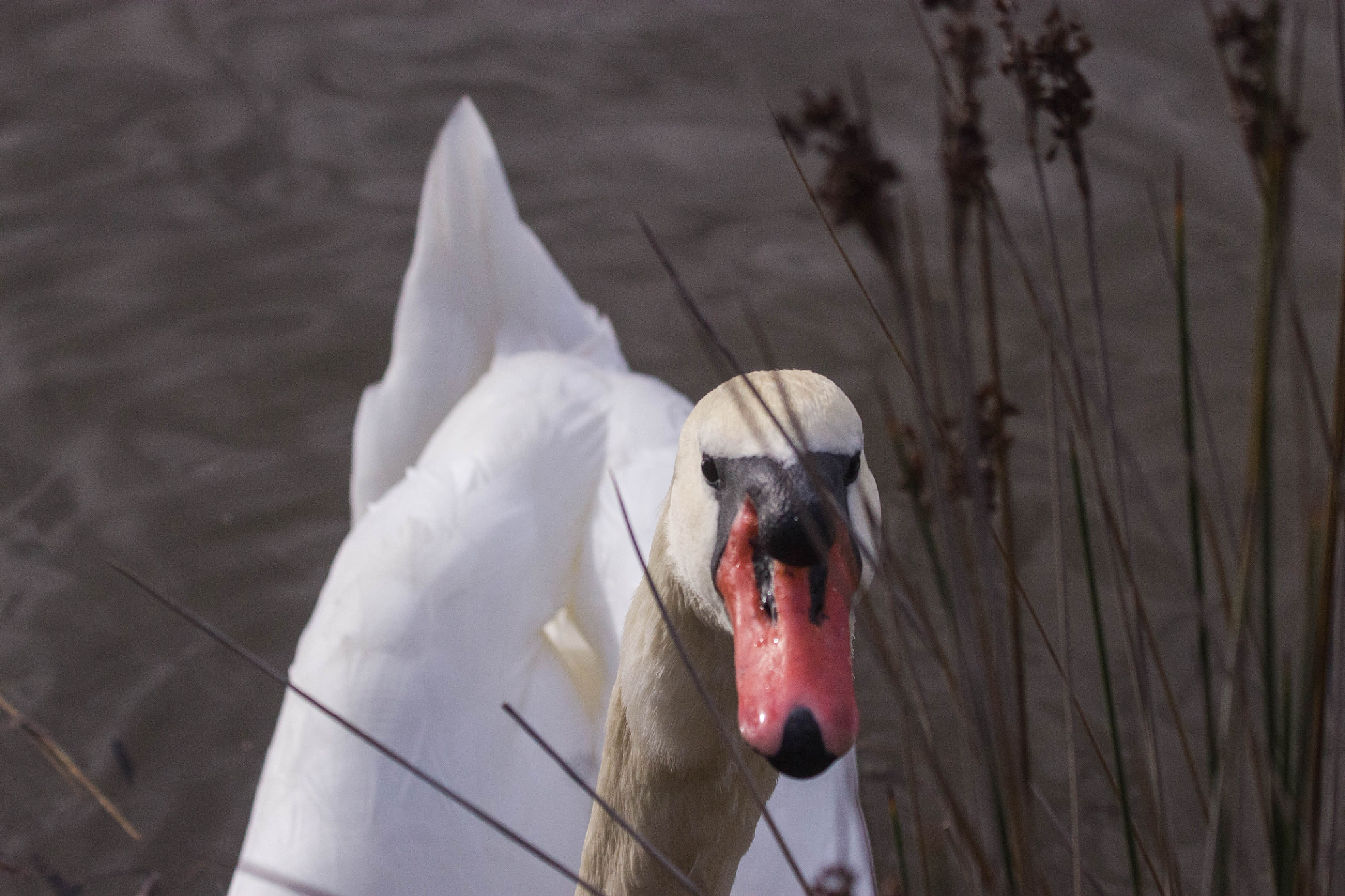 Canon EF 70-300mm F4-5.6 IS USM sample photo. Cygne cache cache photography
