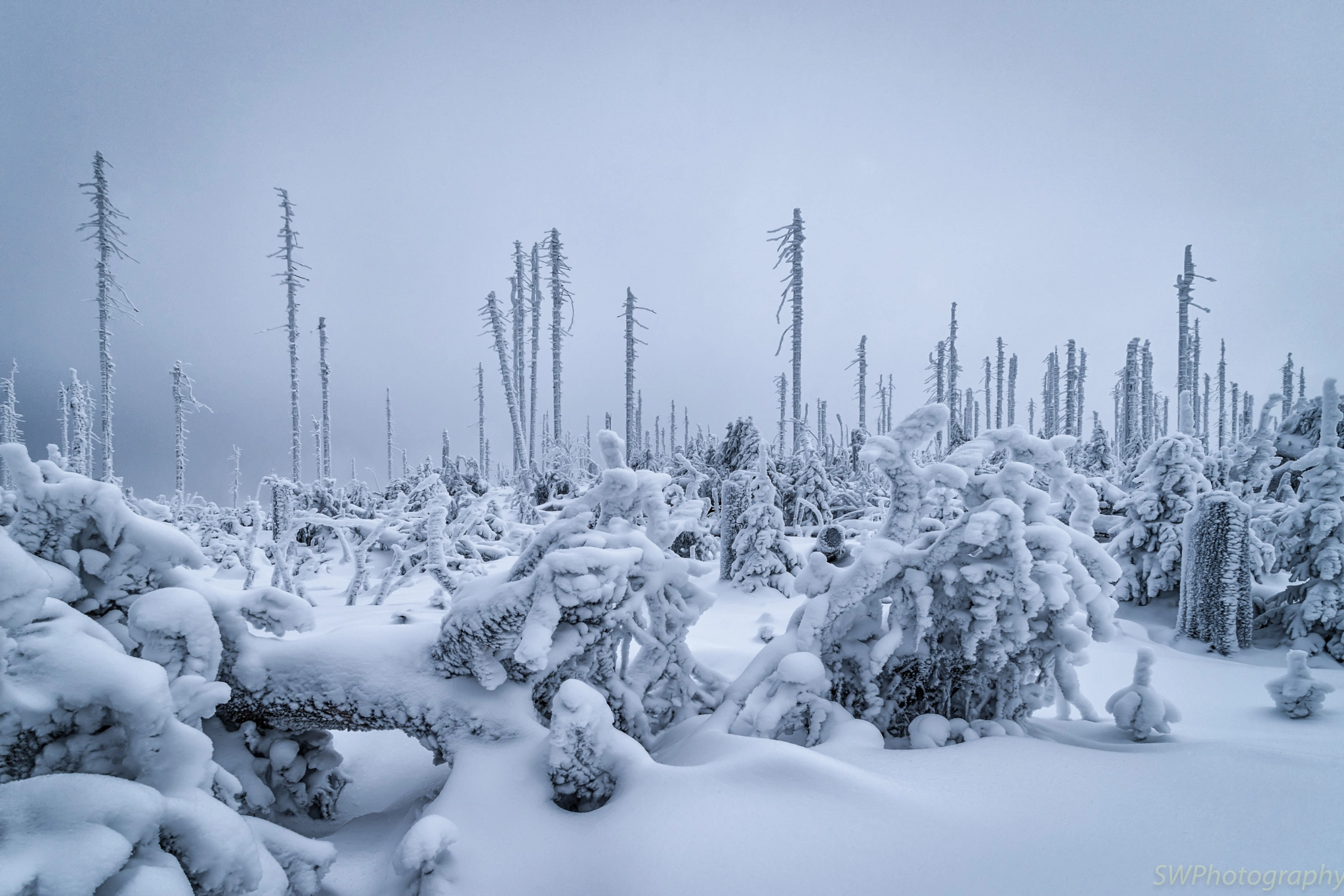 Sony a7 II sample photo. Winter fantasy photography