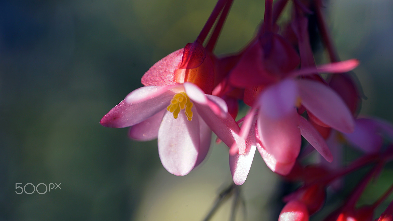 Sony FE 90mm F2.8 Macro G OSS sample photo. She's all that photography