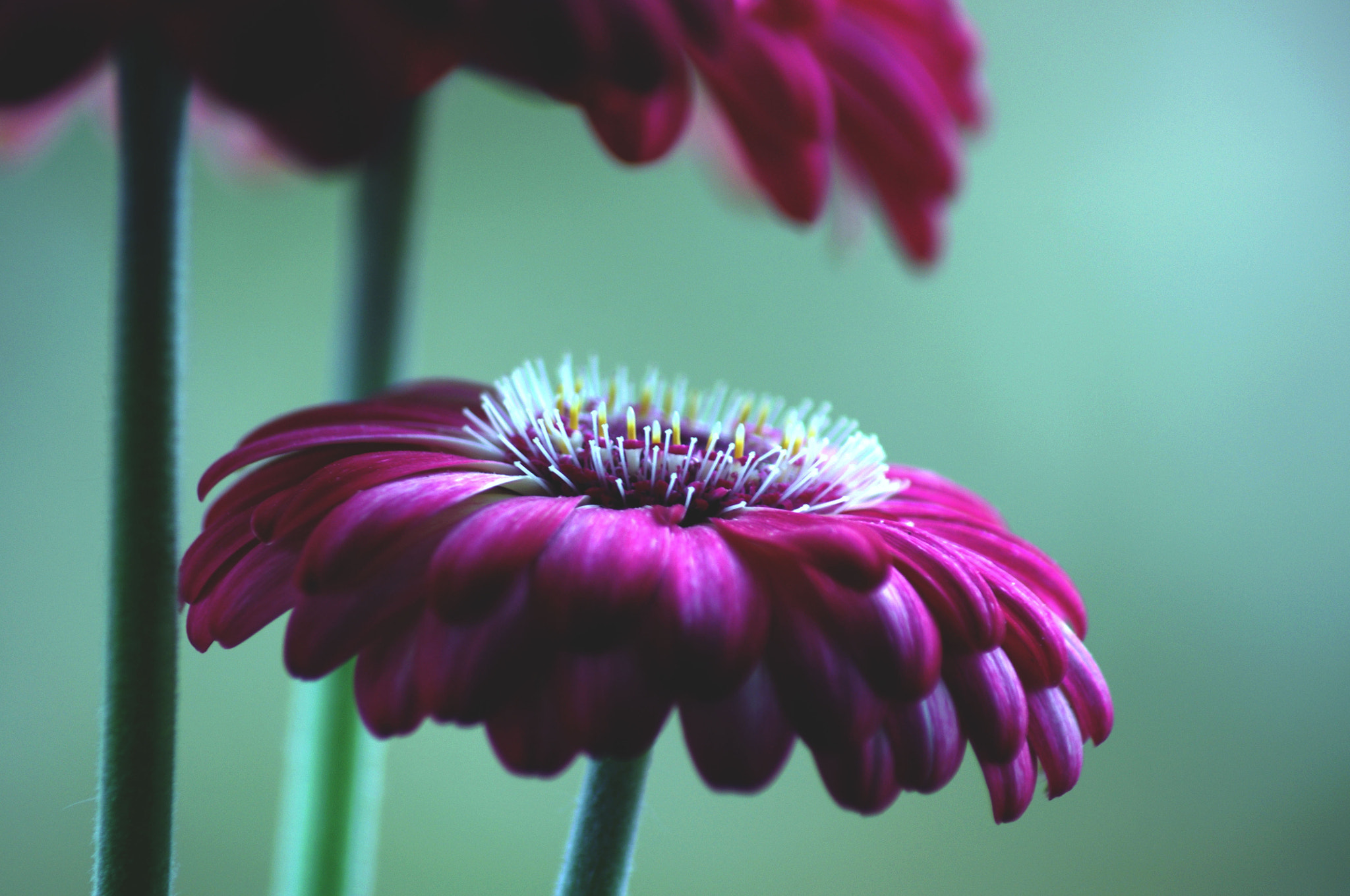 Pentax K-x sample photo. Stamens, 2016 photography