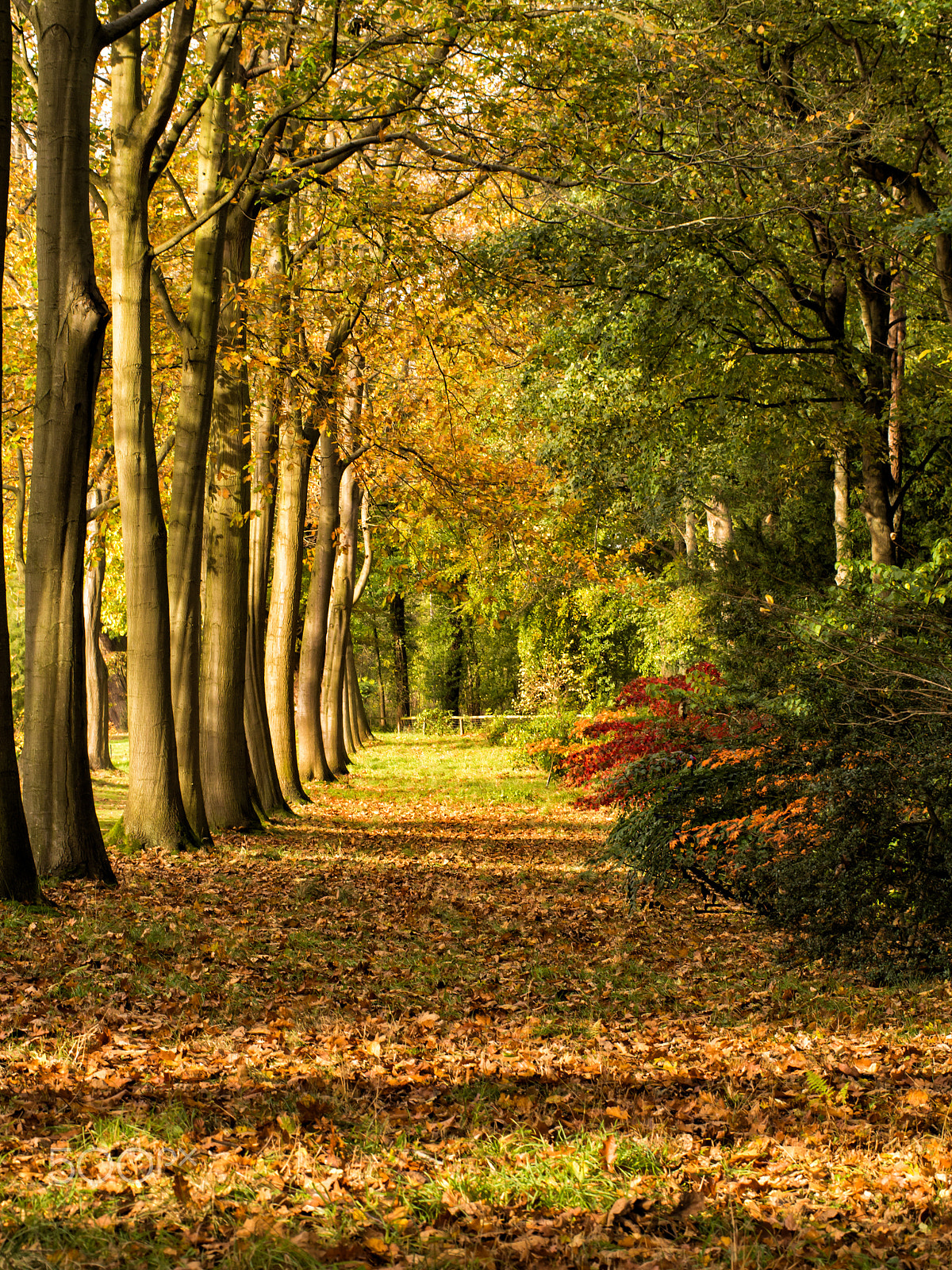 Olympus PEN E-PL5 sample photo. The colours of autumn photography