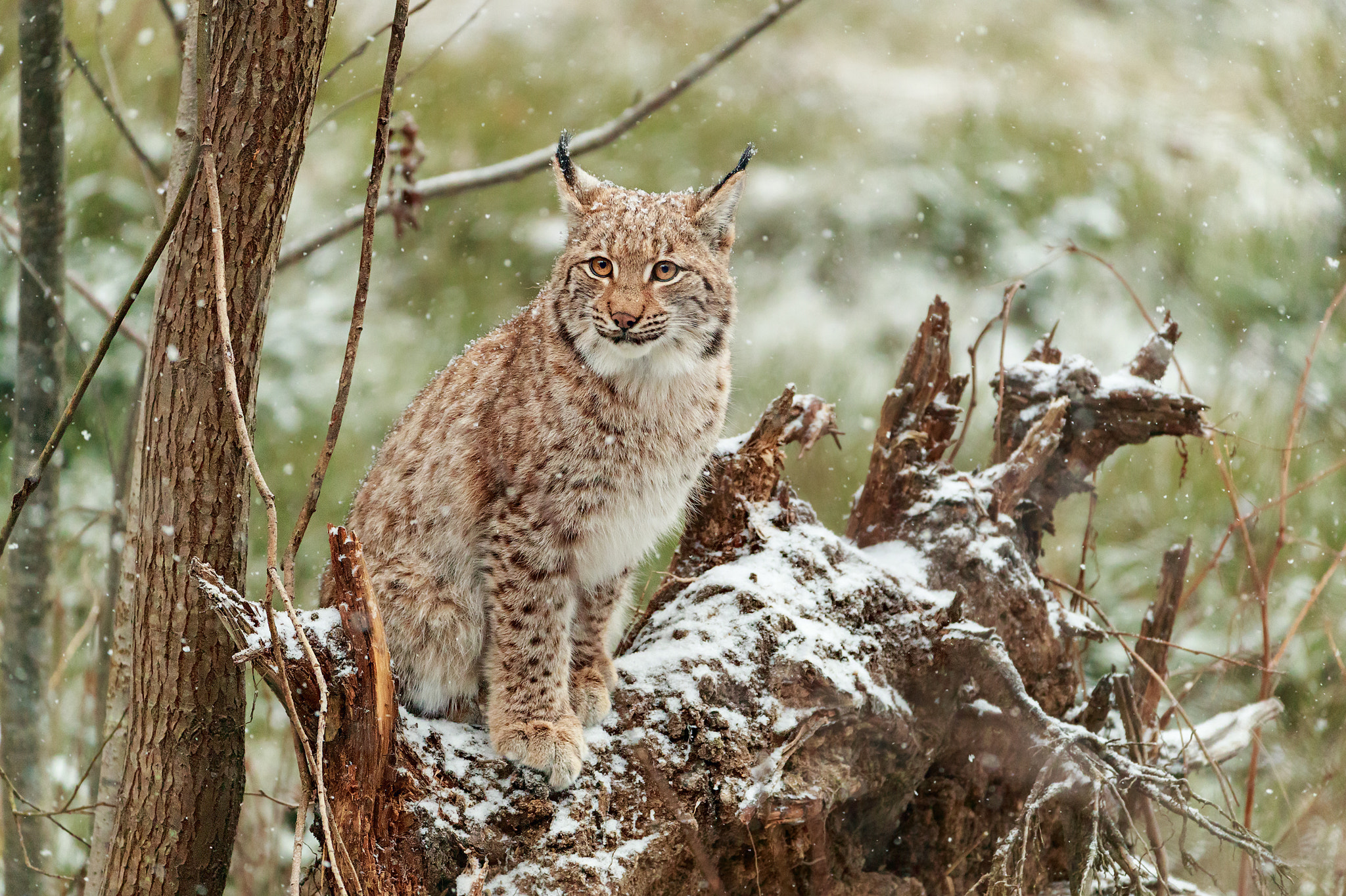 Canon EOS-1D X Mark II + Canon EF 200-400mm F4L IS USM Extender 1.4x sample photo. The lynx on the tree photography