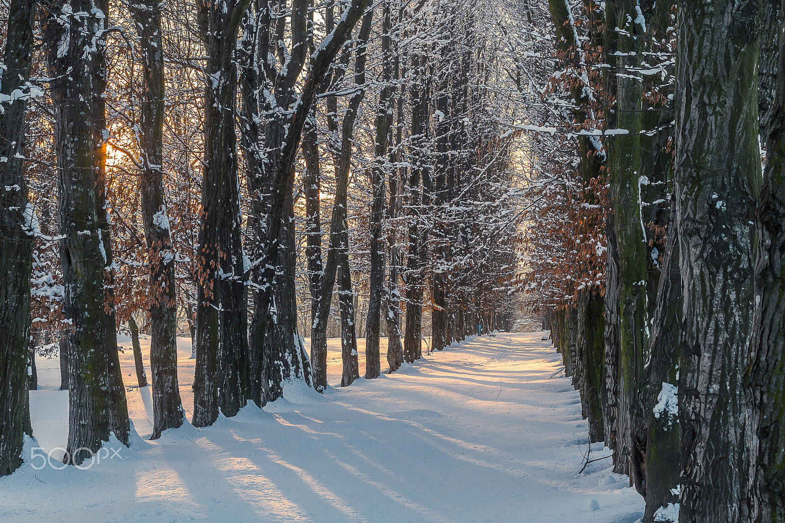 Pentax K-S2 sample photo. Hornbeam avenue at winter scenery.... photography