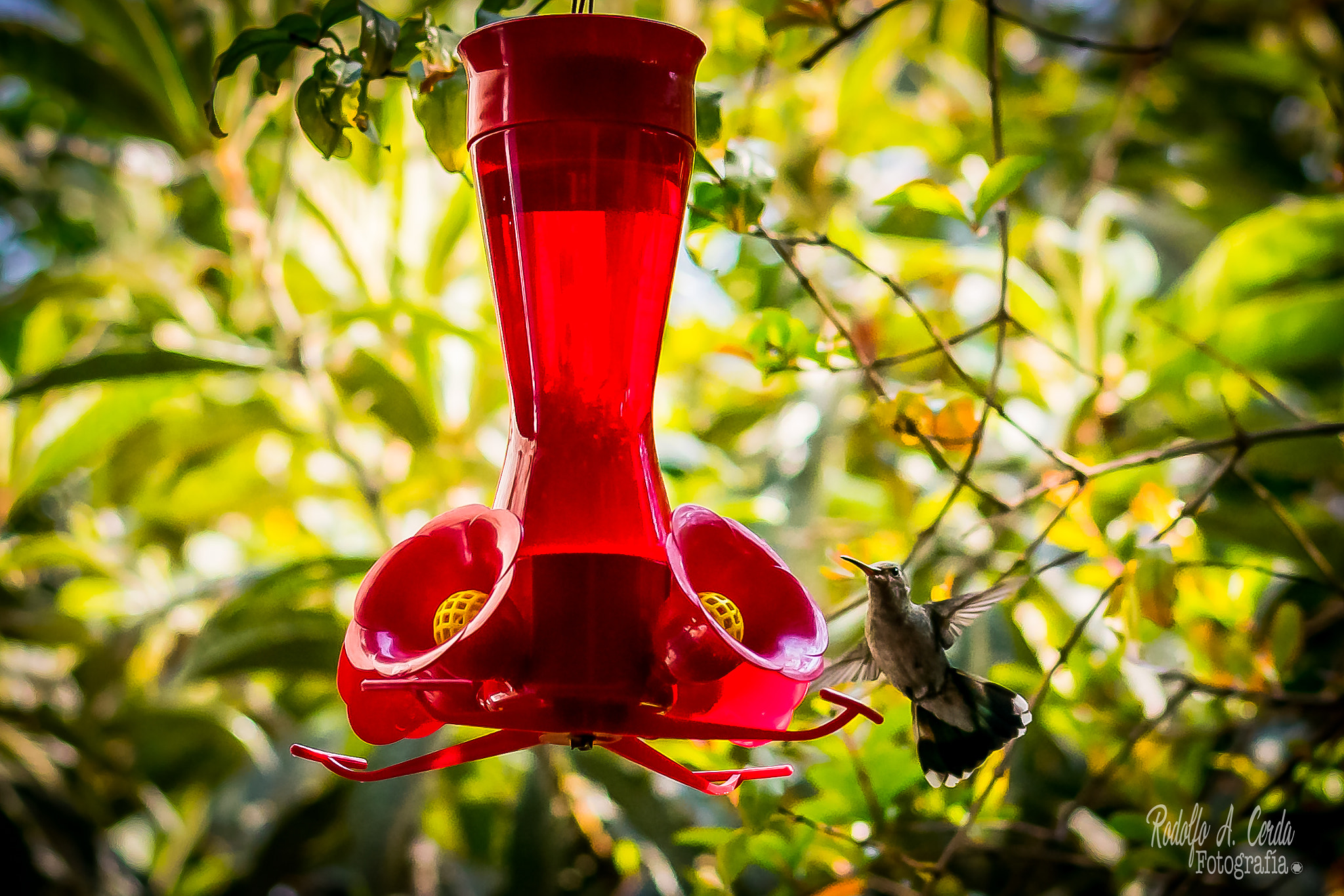 Nikon D3400 sample photo. Hummingbird...!!! i was about an hour to capture t ... photography