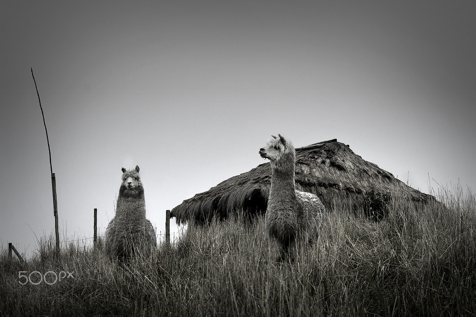 EF75-300mm f/4-5.6 sample photo. Alpacas andes ecuador photography