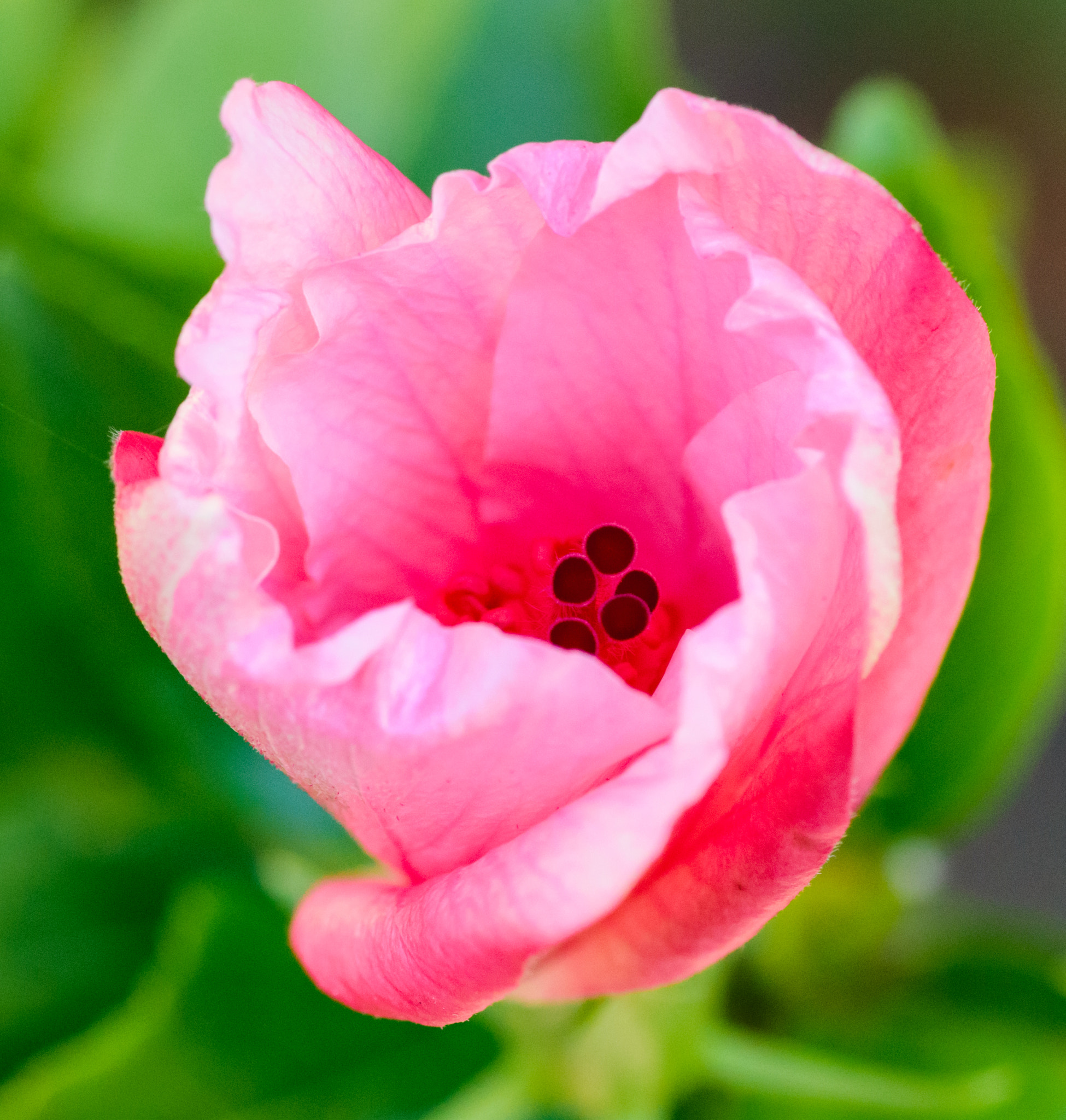 Tokina AT-X Pro 100mm F2.8 Macro sample photo. Magentaflower photography