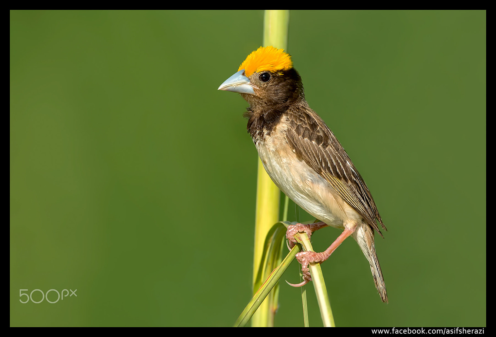 Nikon AF-S Nikkor 600mm F4E FL ED VR sample photo. Beauty of the nature photography