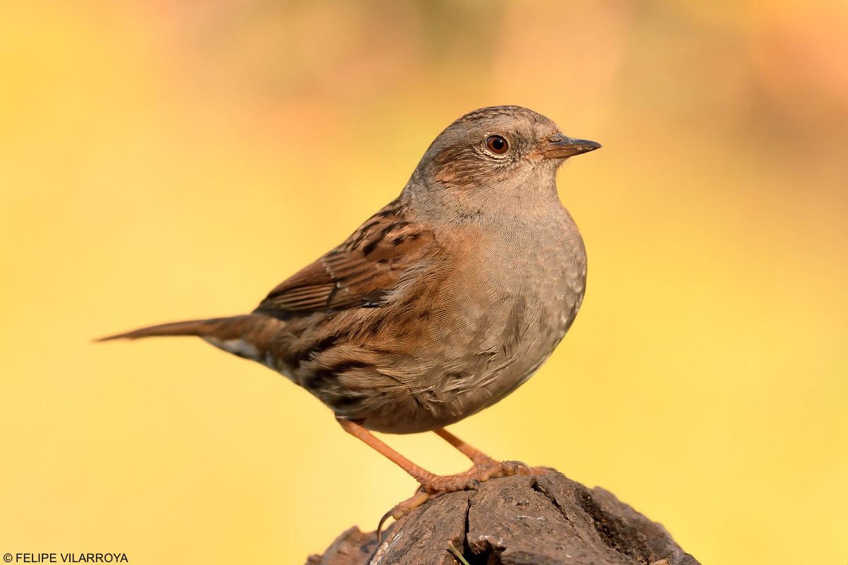 Nikon AF-S Nikkor 300mm F4D ED-IF sample photo. Are you ready for a good time photography