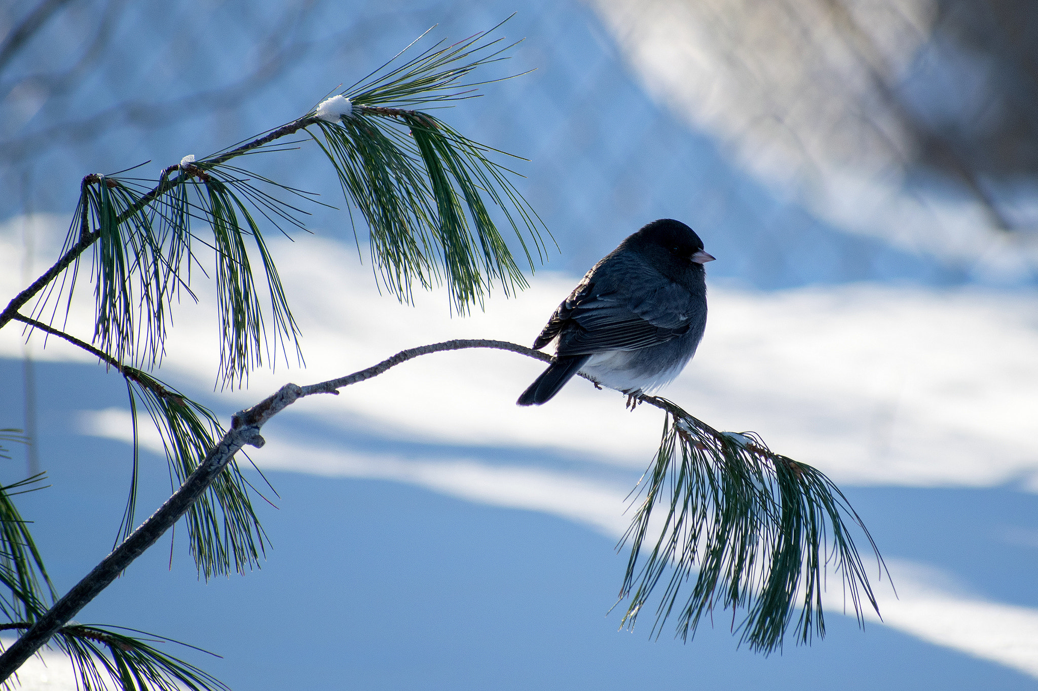 Nikon AF-S Nikkor 70-200mm F2.8G ED VR II sample photo. Dark-eyed juncos photography