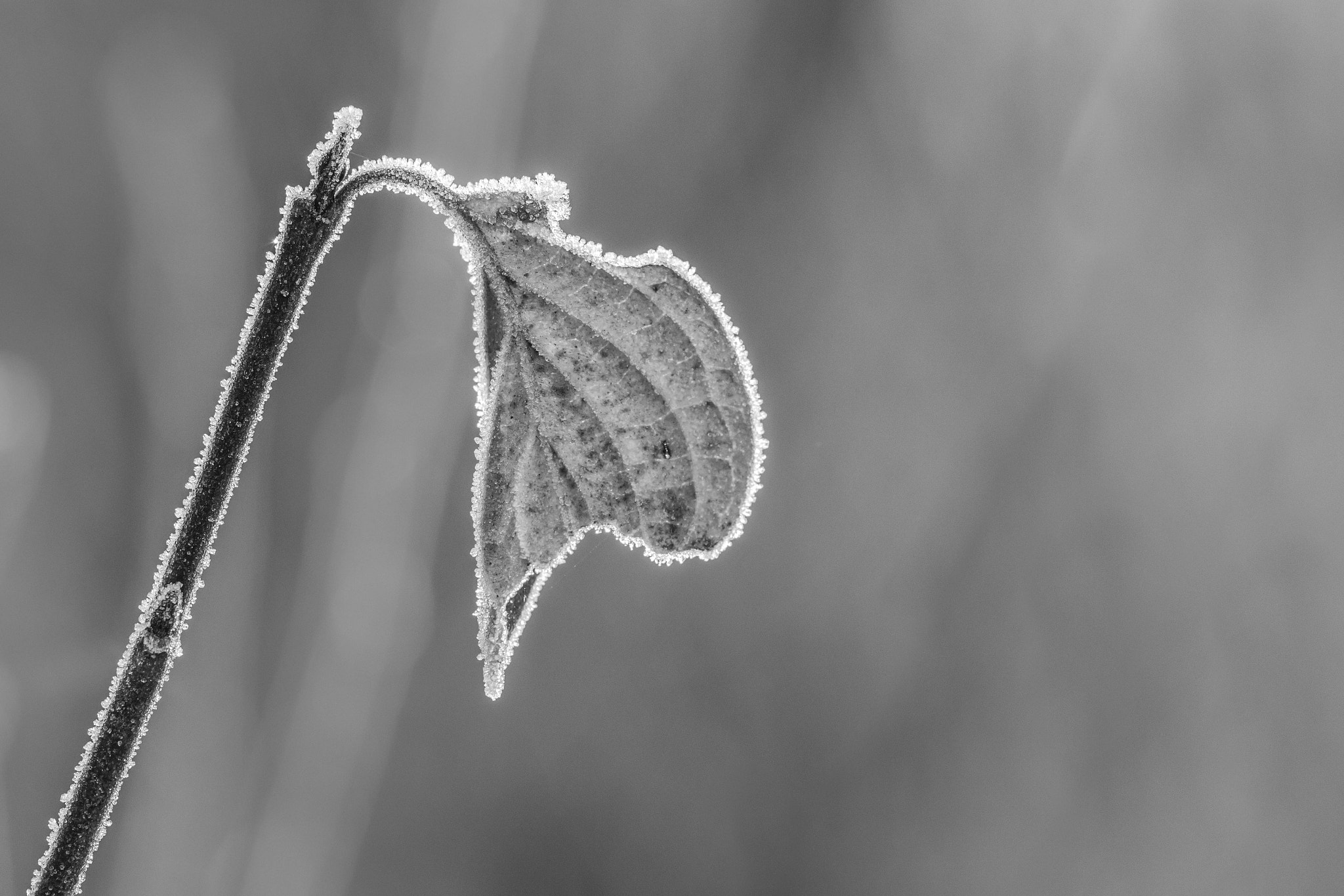 Canon EF 100mm F2.8L Macro IS USM sample photo. A frozen heart photography