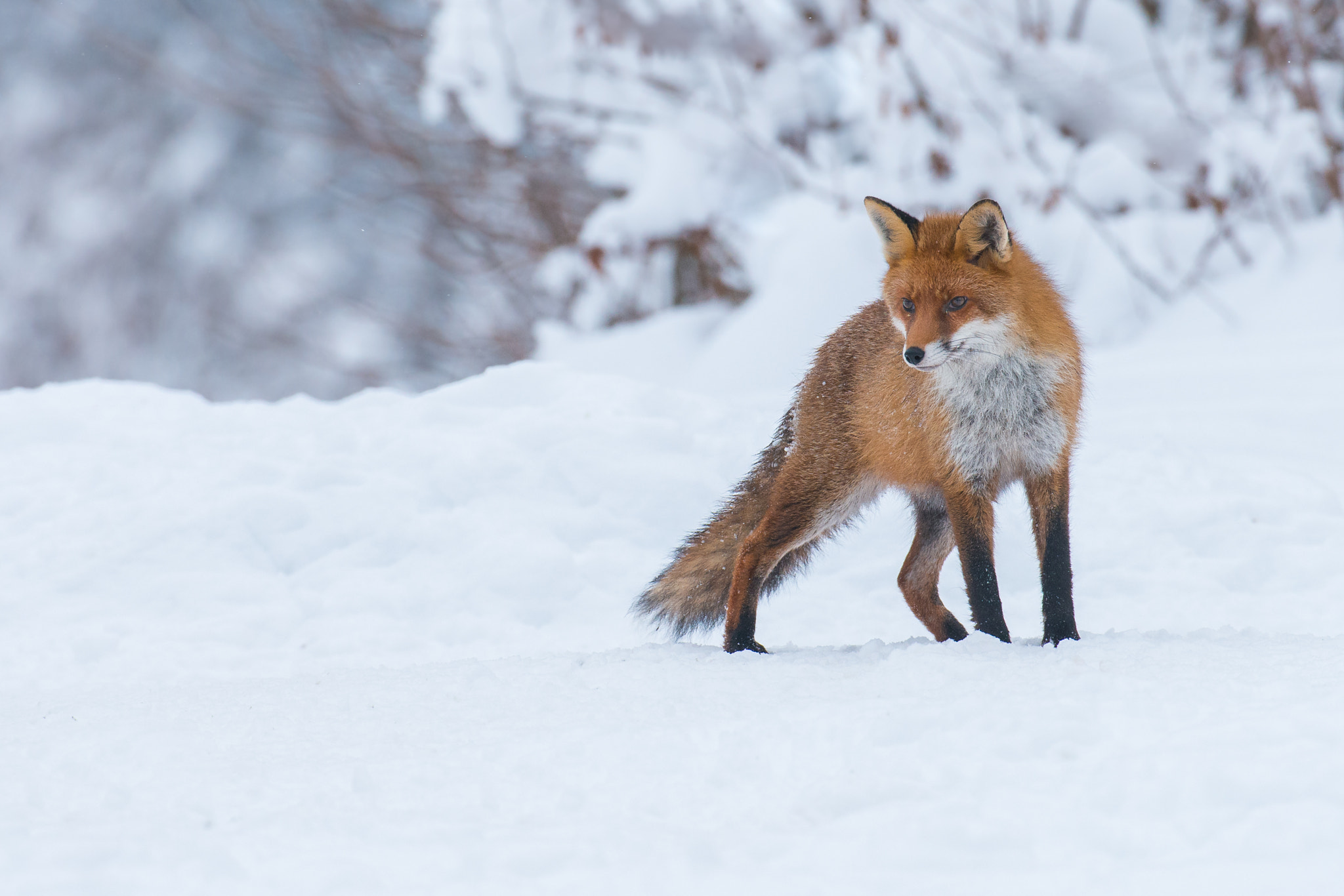 Nikon D800 + Nikon AF-S Nikkor 200-400mm F4G ED-IF VR sample photo. Red fox / rotfuchs photography