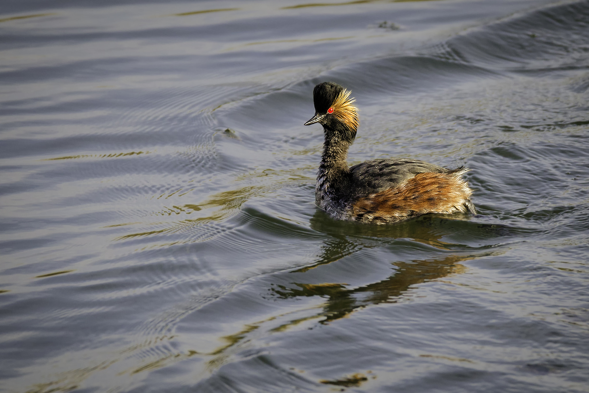 Sigma 150-600mm F5-6.3 DG OS HSM | C sample photo. Geoorde fuut photography