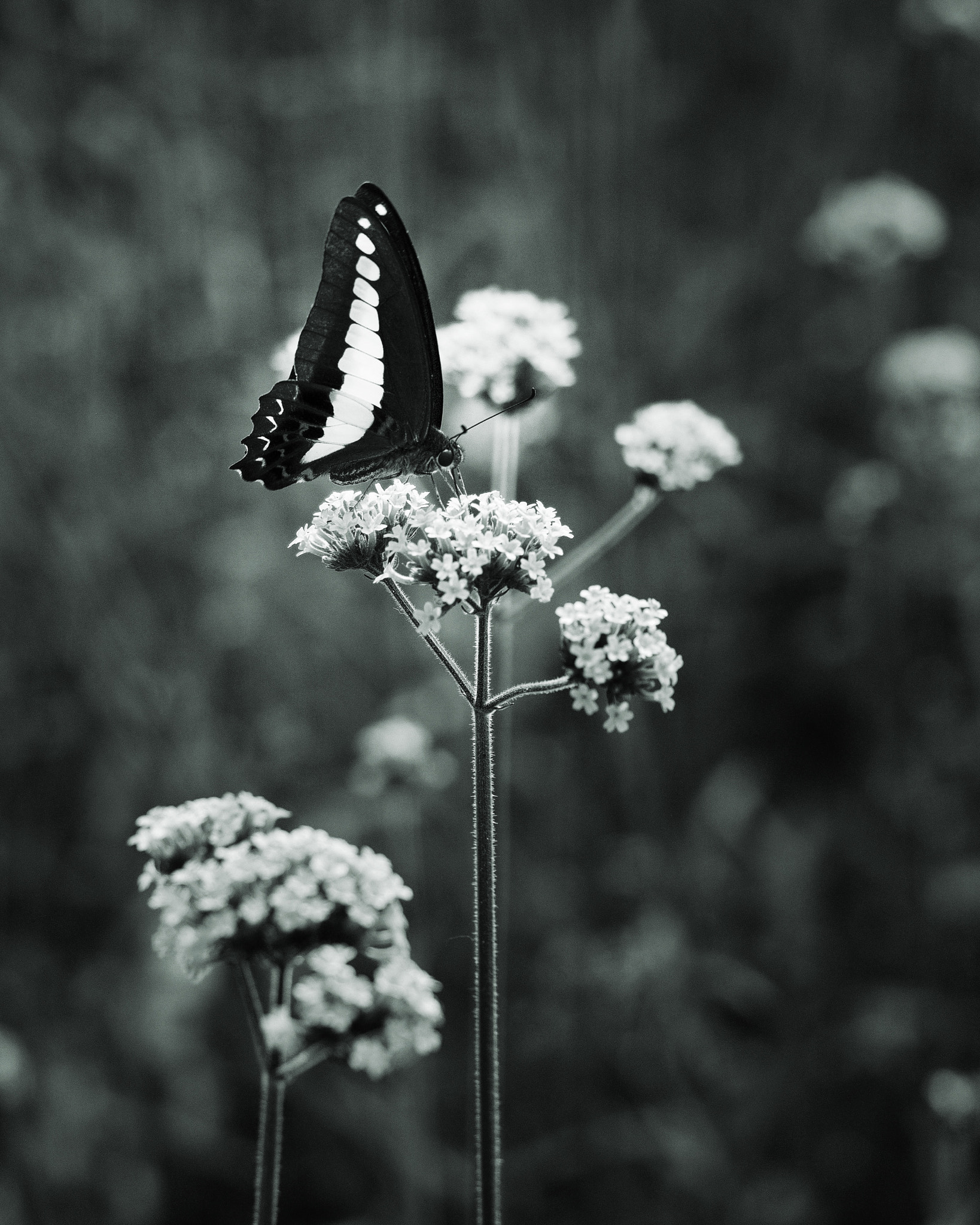 Olympus OM-D E-M10 sample photo. Butterfly and verbena photography