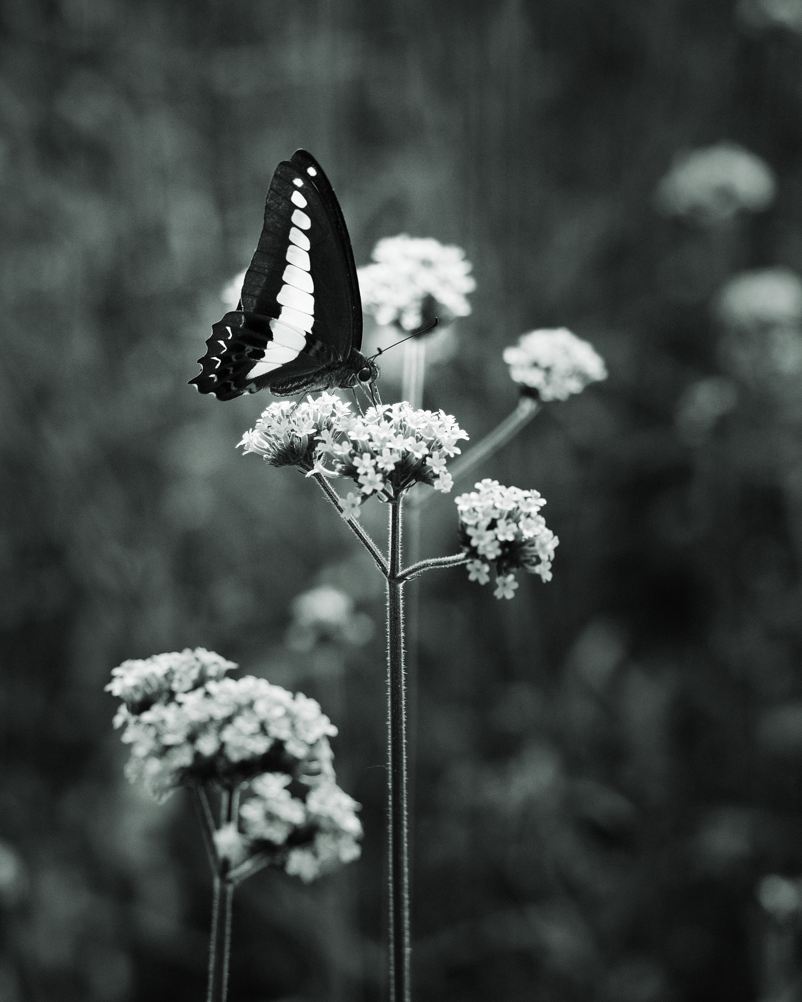 Olympus M.Zuiko Digital ED 60mm F2.8 Macro sample photo. Butterfly and verbena photography