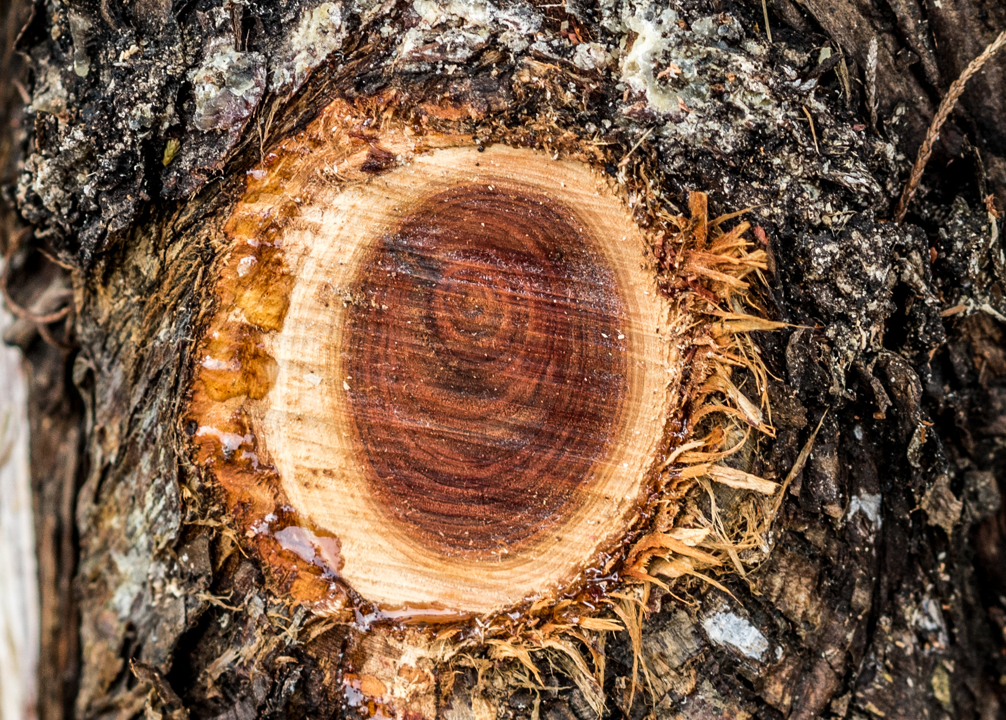 Olympus M.Zuiko Digital ED 75mm F1.8 sample photo. The rings photography