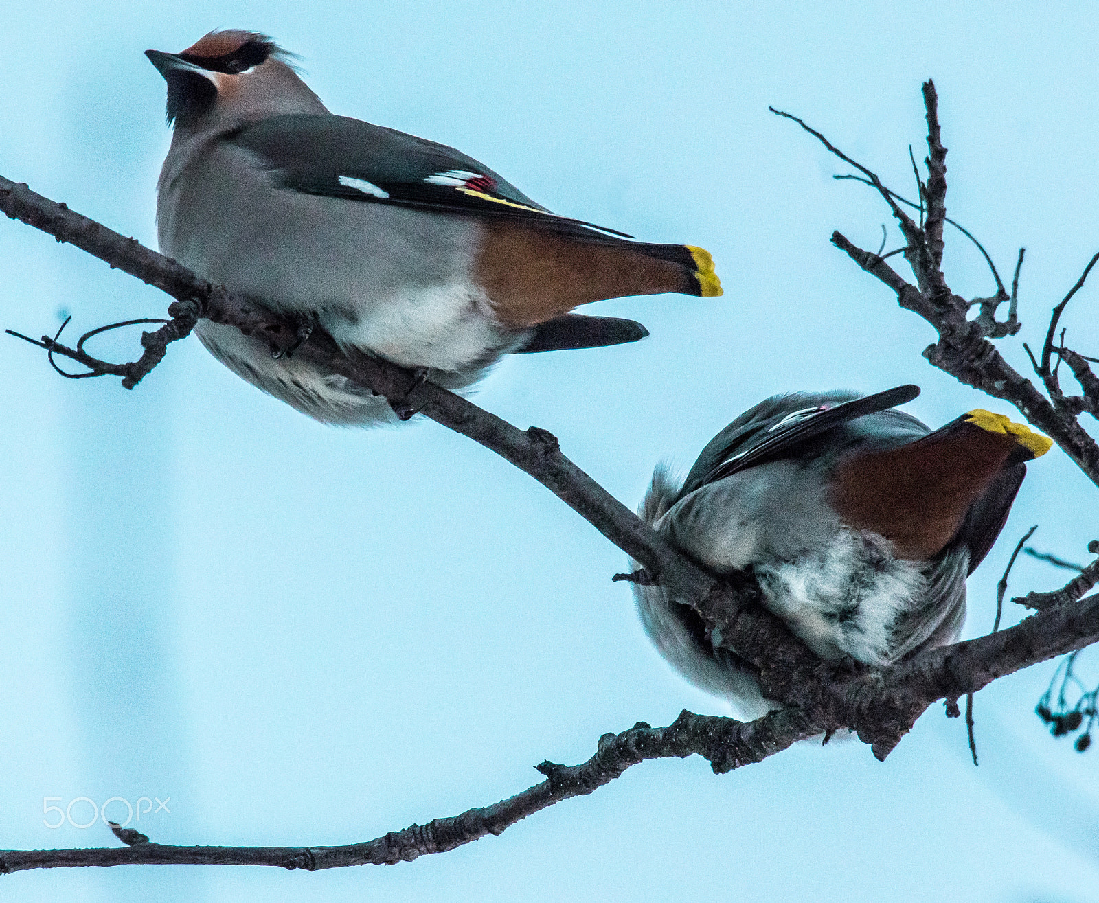 Sigma 150-500mm F5-6.3 DG OS HSM sample photo. Waxwinged duo photography