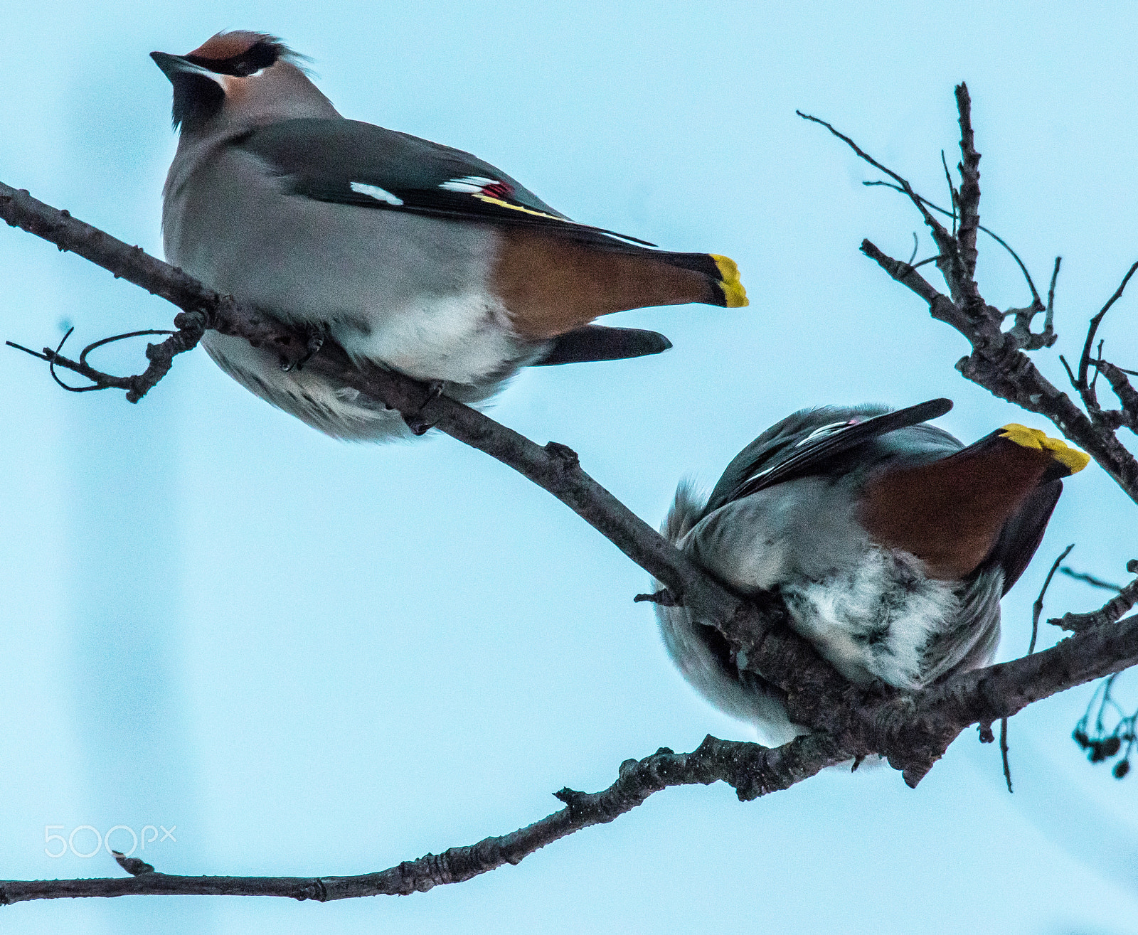 Pentax K-3 II sample photo. Waxwinged duo photography