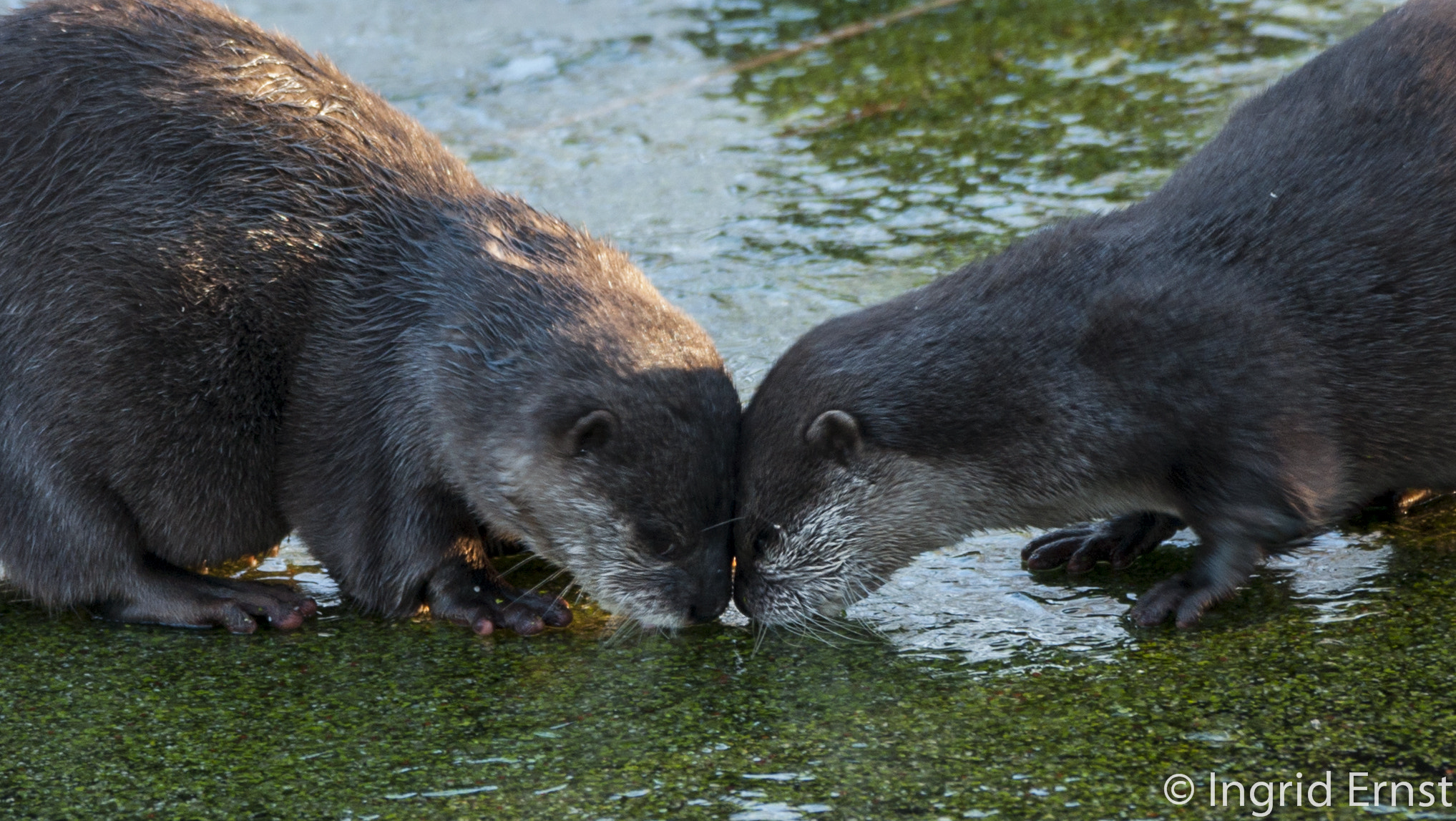 Sony Alpha DSLR-A700 sample photo. Otters on ice photography