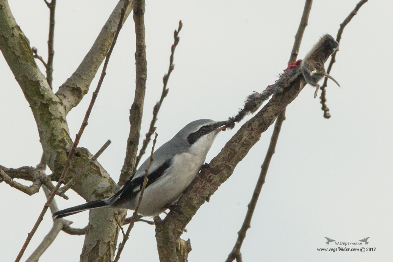 Canon EF 600mm F4L IS II USM sample photo. Raubwürger zerlegt eine maus  photography