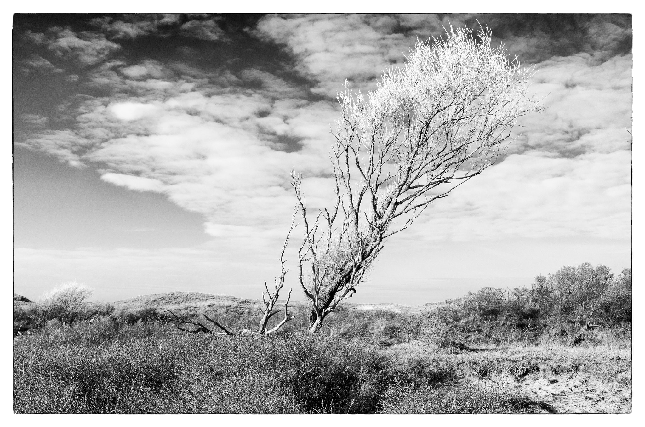 Leica X-E (TYP 102) sample photo. Dunes of egmond aan zee photography