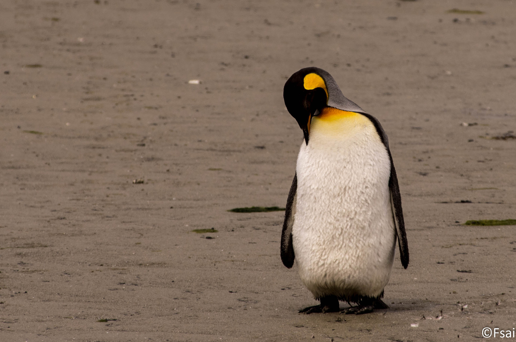 Pentax smc DA* 300mm F4.0 ED (IF) SDM sample photo. Falkland islands (3) photography