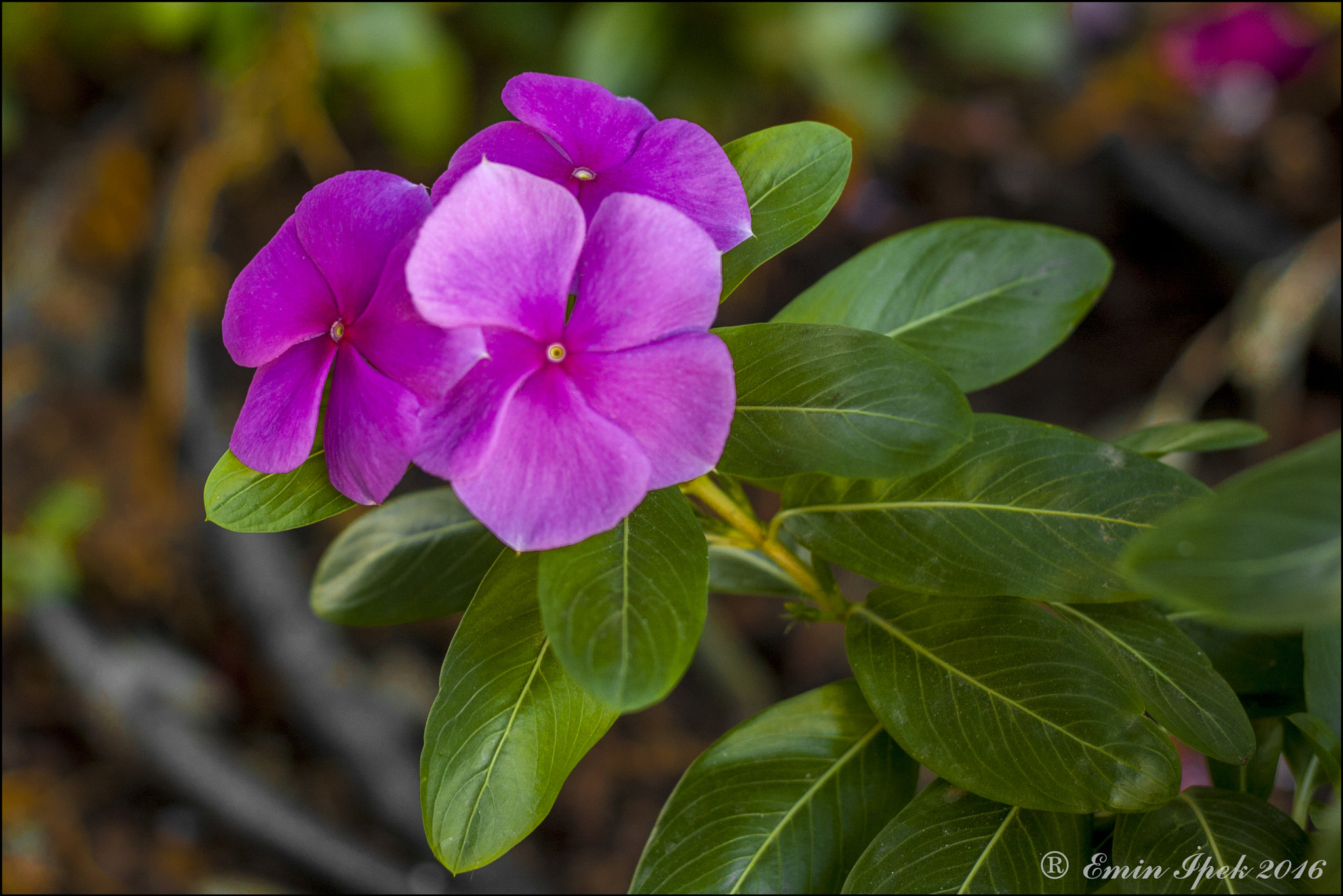 Canon EOS 40D sample photo. Flower photography