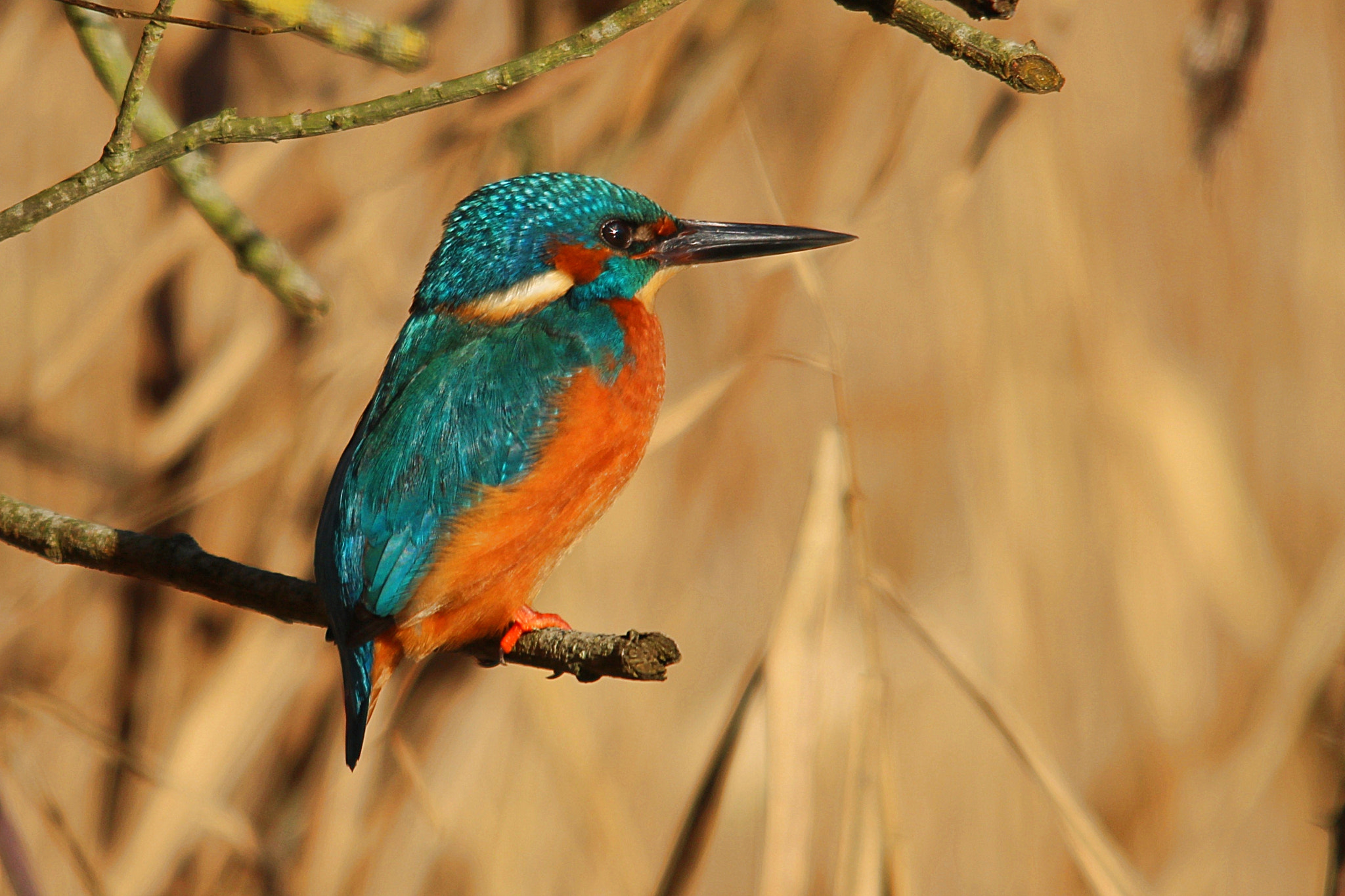 Sigma 150-500mm F5-6.3 DG OS HSM sample photo. Img photography