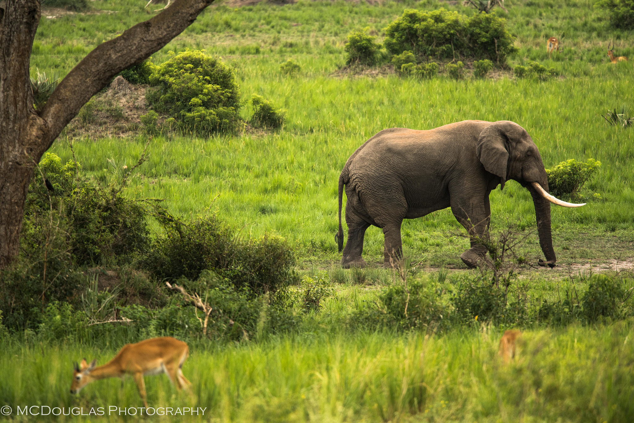 Nikon Nikkor AF-S 300mm F4E PF ED VR sample photo. Old lone bull photography