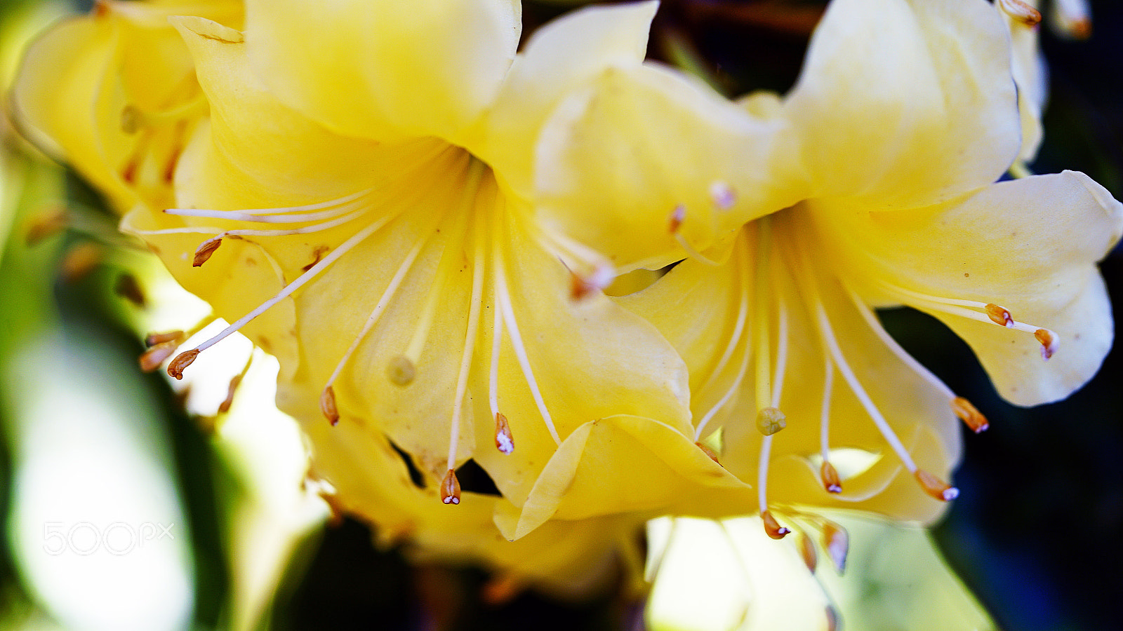 Sony a7S II + Sony FE 90mm F2.8 Macro G OSS sample photo. Chapel bells photography