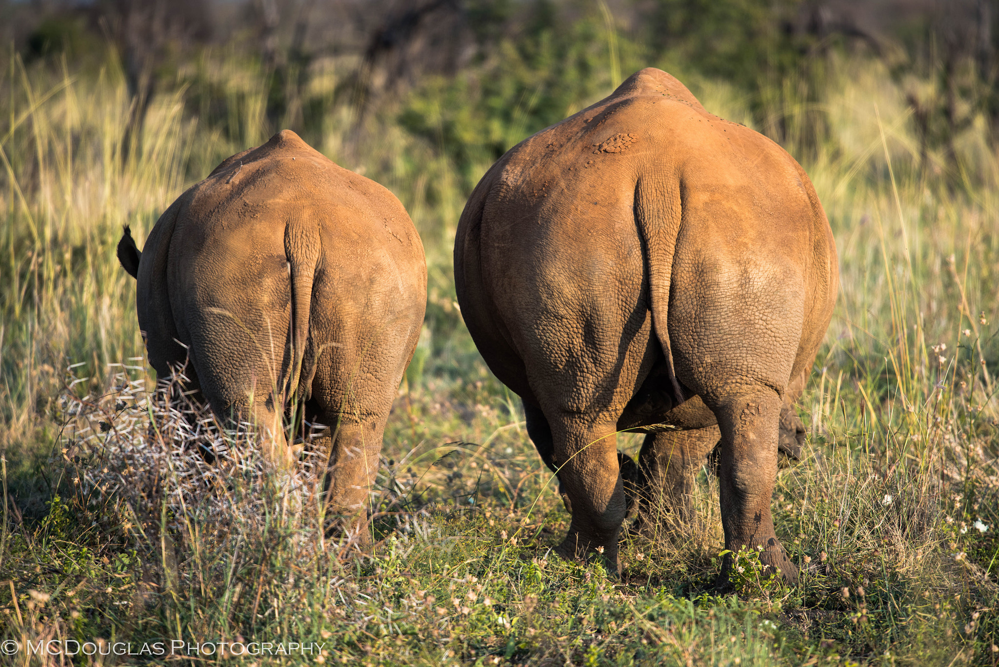 Nikon Nikkor AF-S 300mm F4E PF ED VR sample photo. Rhino bums photography