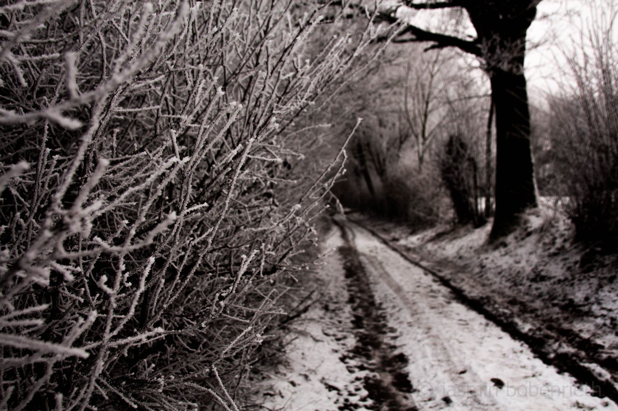 Sigma 18-250mm F3.5-6.3 DC OS HSM sample photo. Frozen iii photography