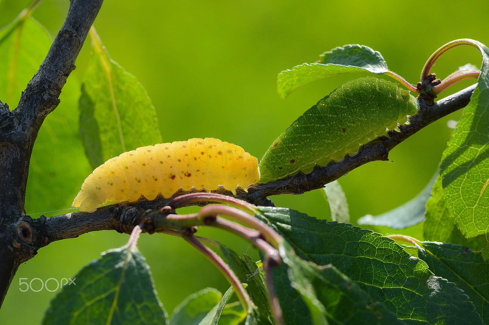 AF Zoom-Nikkor 35-80mm f/4-5.6D sample photo. A nice pair photography