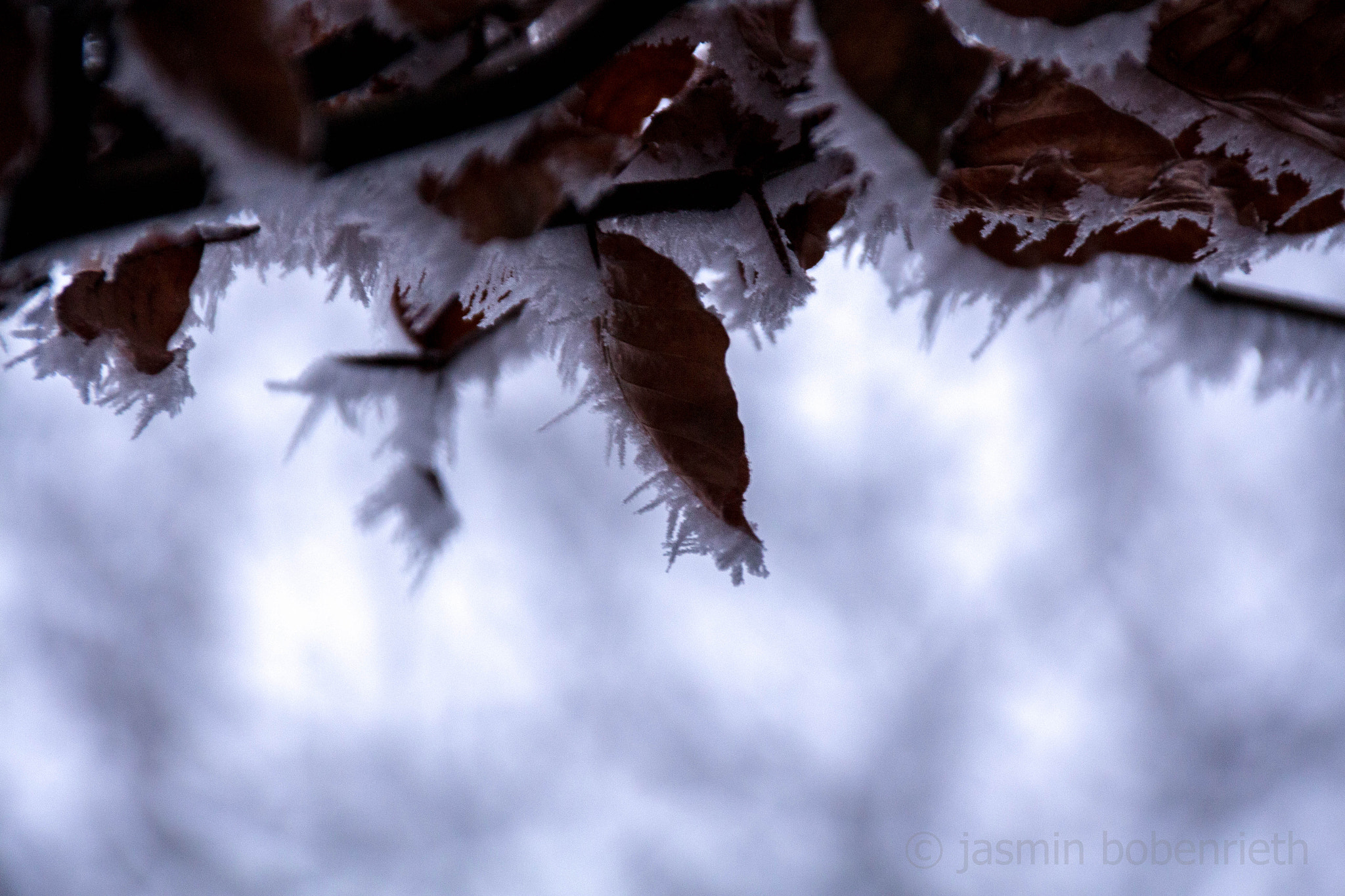 Sigma 18-250mm F3.5-6.3 DC OS HSM sample photo. Ice photography