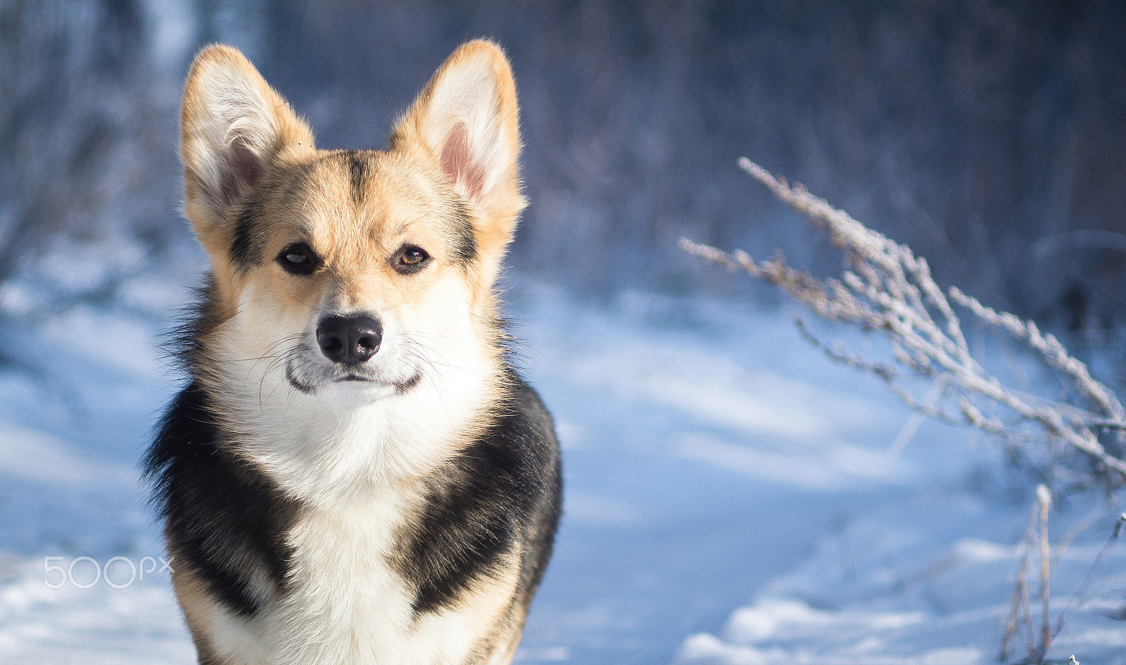 Sony SLT-A58 + Minolta AF 70-210mm F4 Macro sample photo. Welsh corgi on a walk in the winter forest. photography