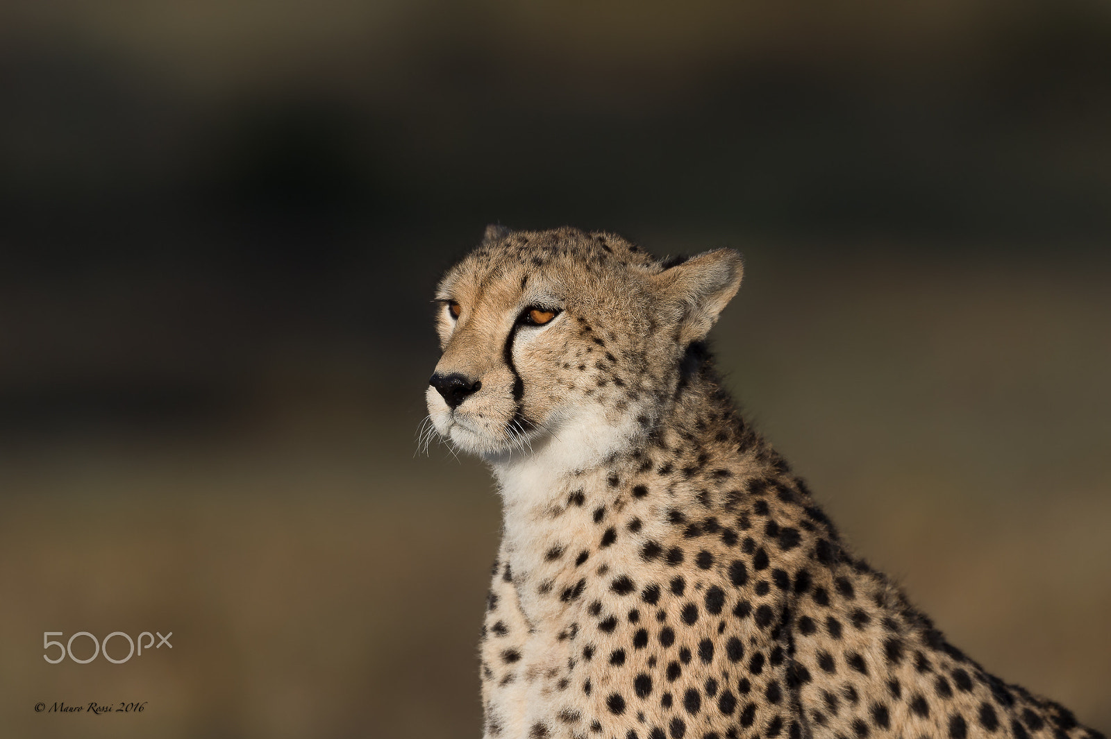 Nikon D4S sample photo. Cheetah portrait. ngorongoro conservation area. photography