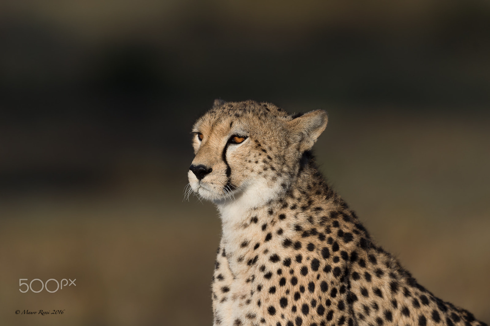 Nikon D4S + Nikon AF-S Nikkor 500mm F4E FL ED VR sample photo. Cheetah portrait. ngorongoro conservation area. photography