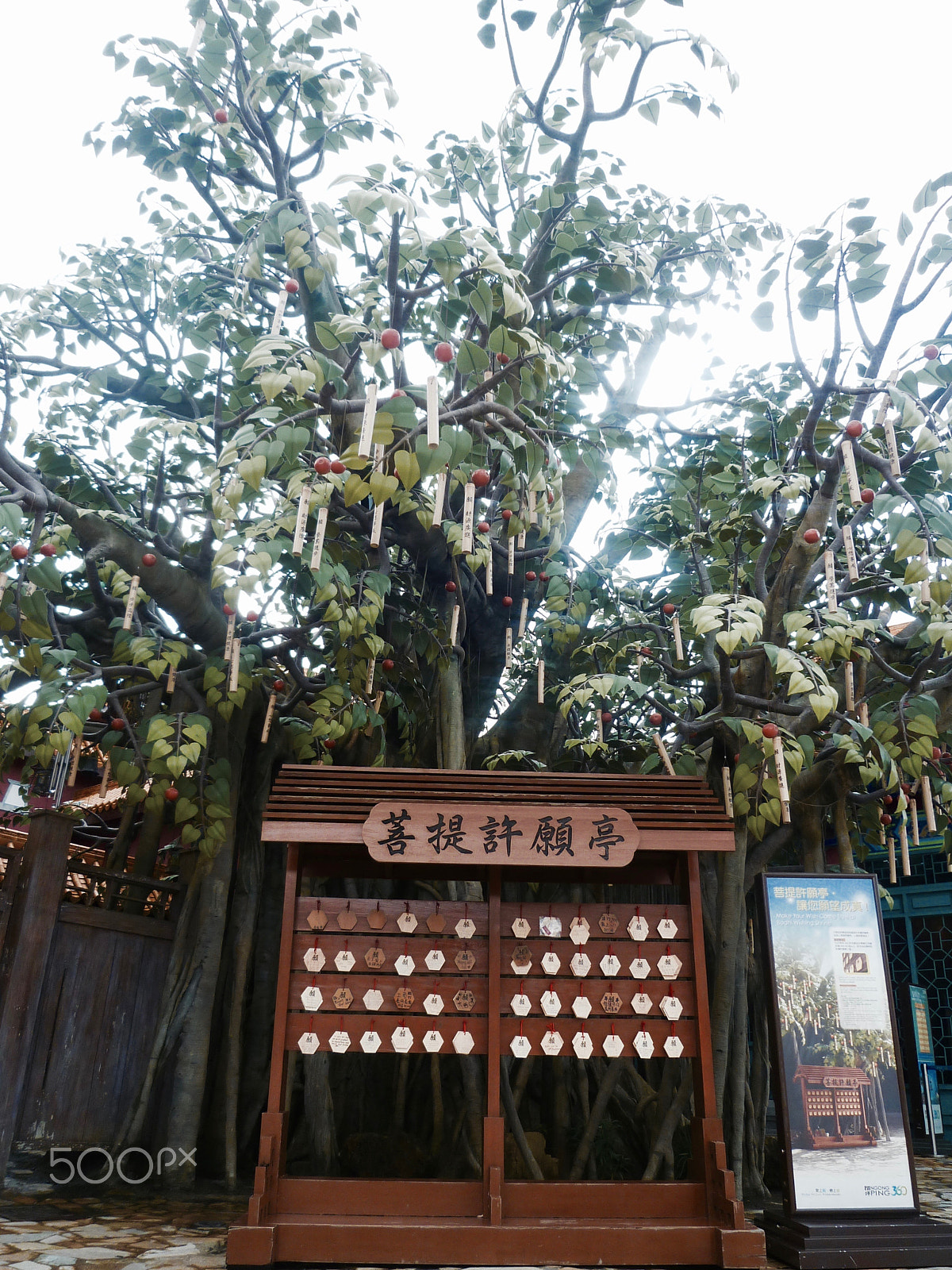 Panasonic DMC-FX60 sample photo. Bodhi (wishing) tree. photography