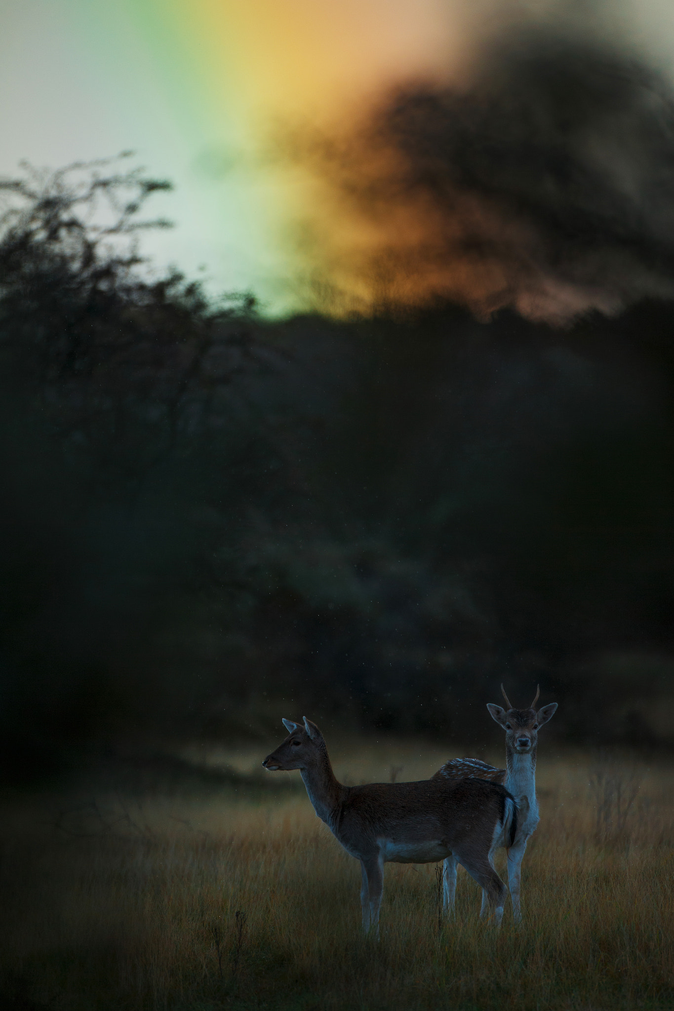 Canon EF 500mm F4L IS USM sample photo. Under the rainbow! photography