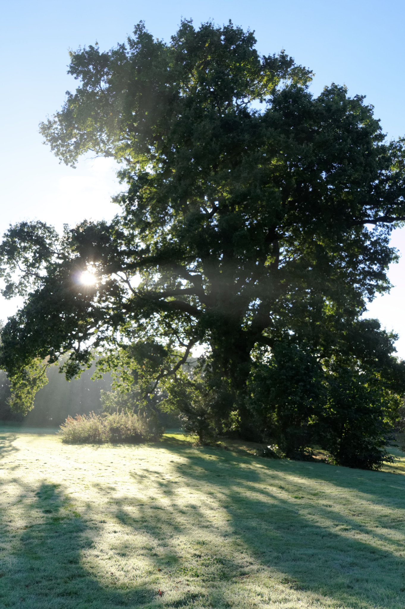 Pentax K-3 II + Pentax smc DA 18-270mm F3.5-6.3 ED SDM sample photo. Oak tree photography