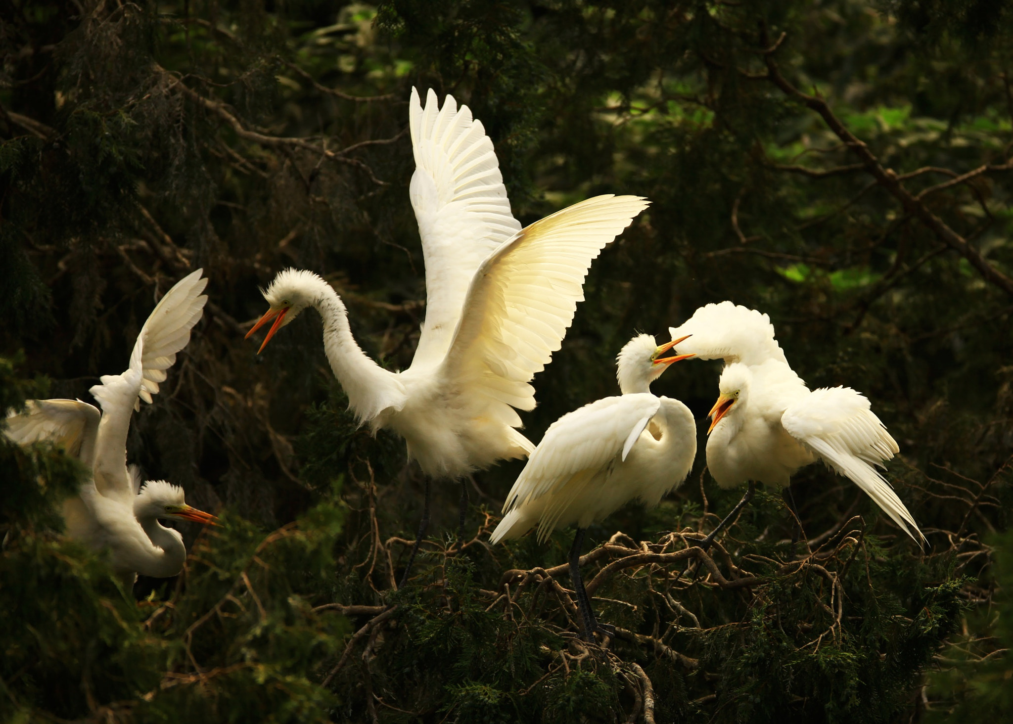 Canon EF 600mm f/4L IS sample photo