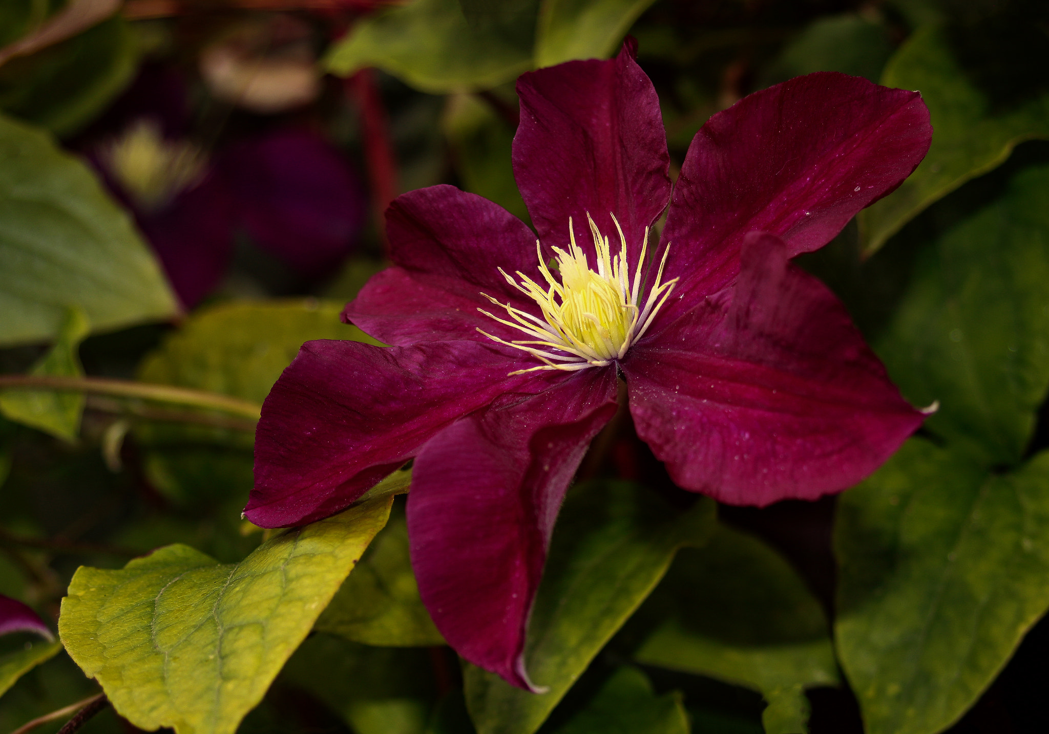 Canon EOS 750D (EOS Rebel T6i / EOS Kiss X8i) sample photo. Scarlet clematis photography